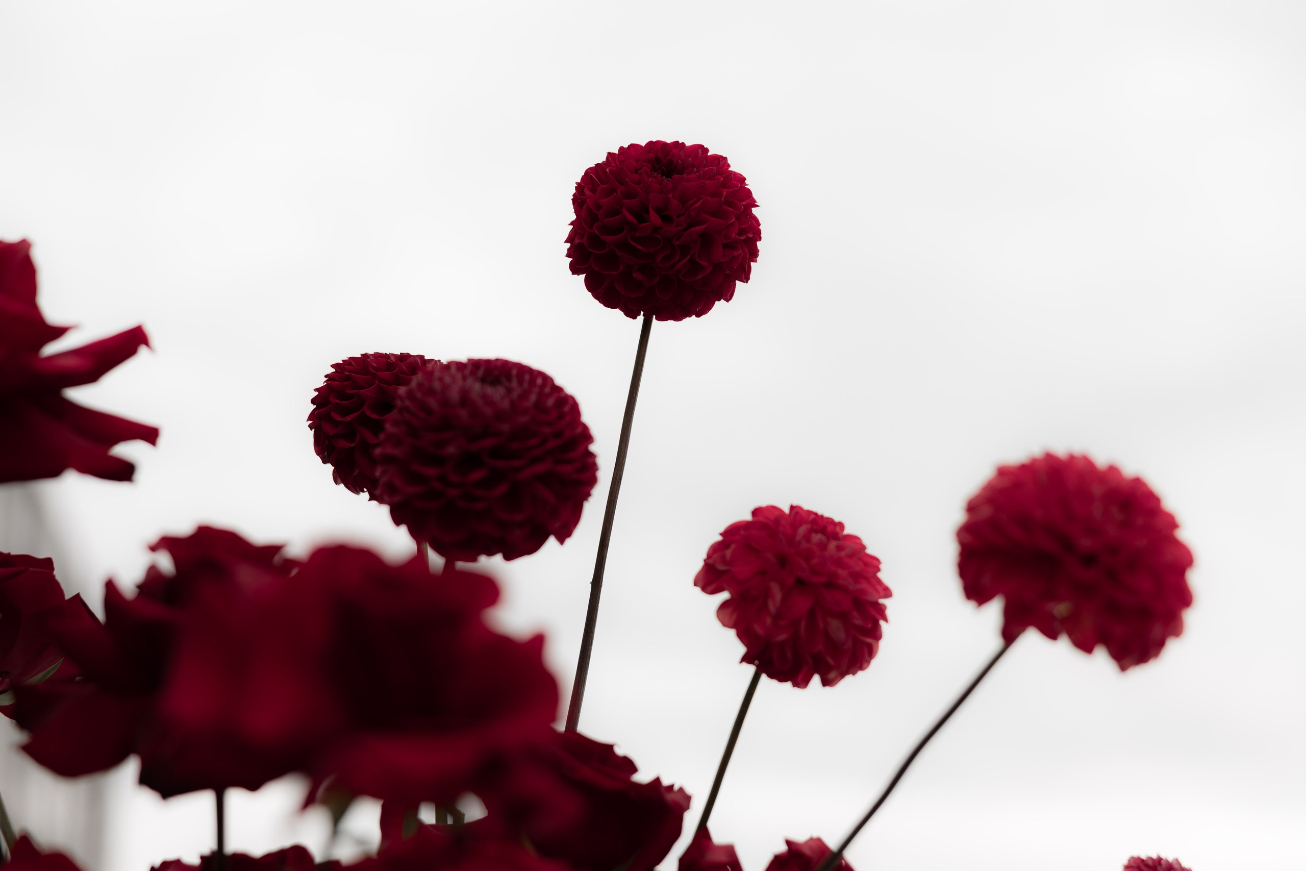 Константин и Инна. Свадебный фотограф Тула Москва СПБ / Сёмина Дарья