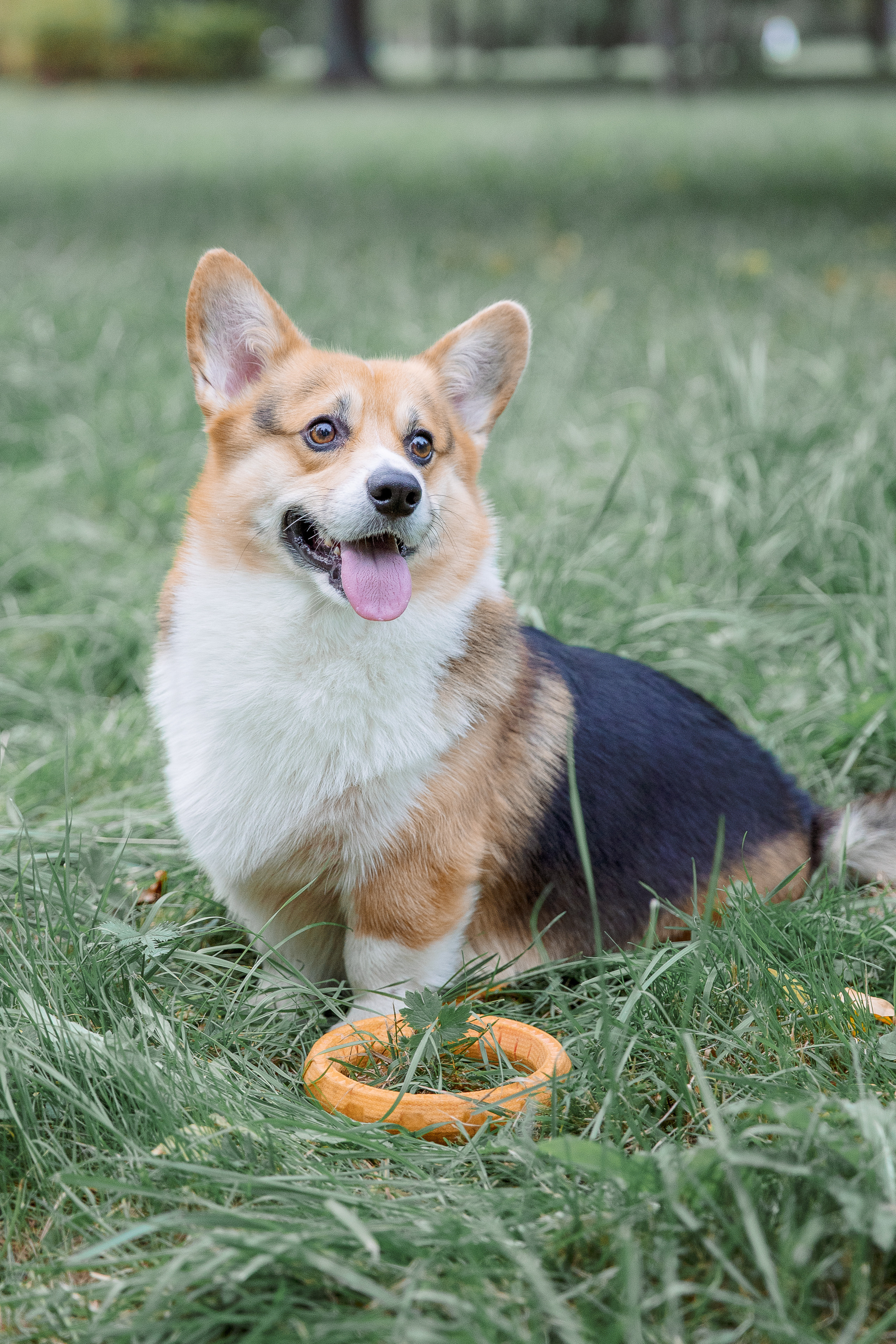 Вольт и его любимчики. Фотограф в Санкт-Петербурге Алена Сертакова