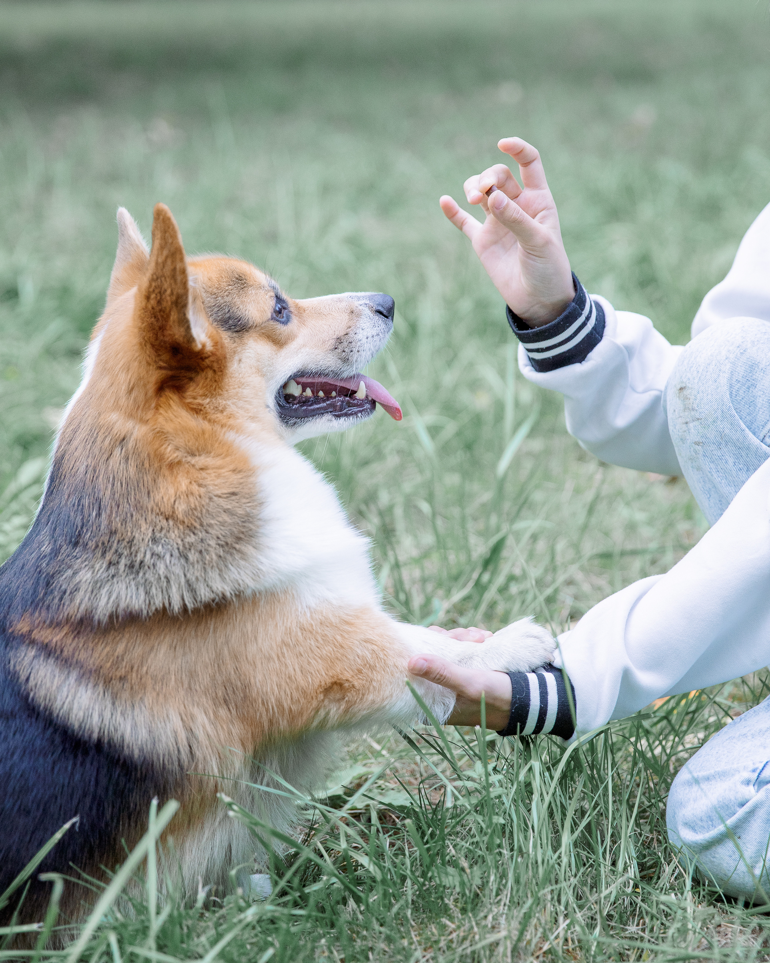 Вольт и его любимчики. Фотограф в Санкт-Петербурге Алена Сертакова