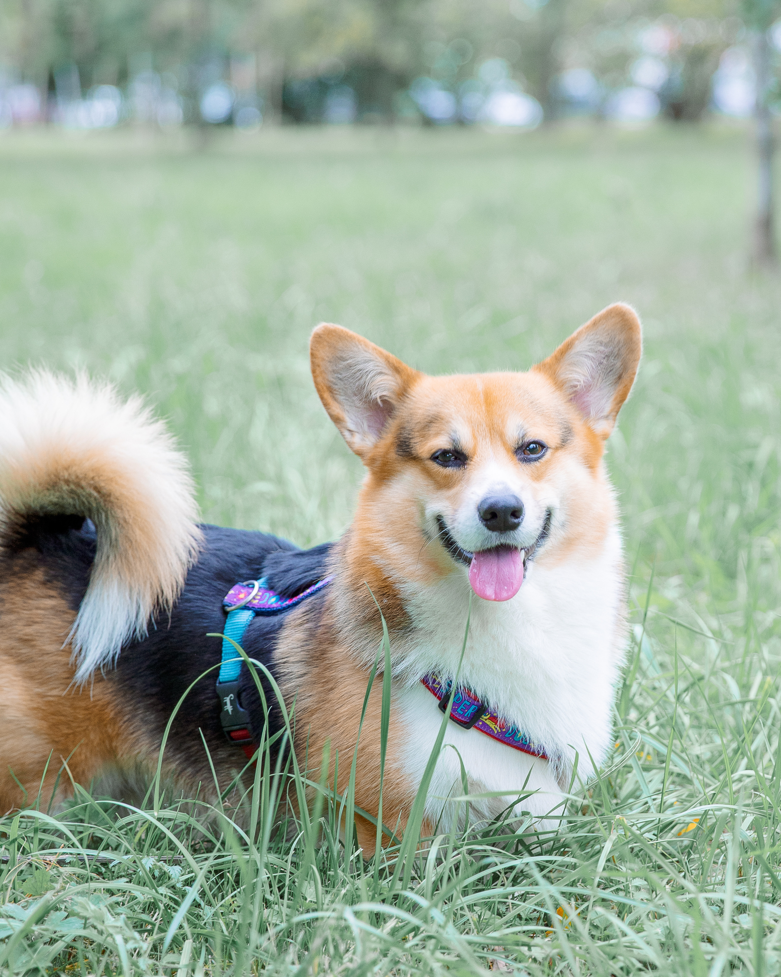 Вольт и его любимчики. Фотограф в Санкт-Петербурге Алена Сертакова