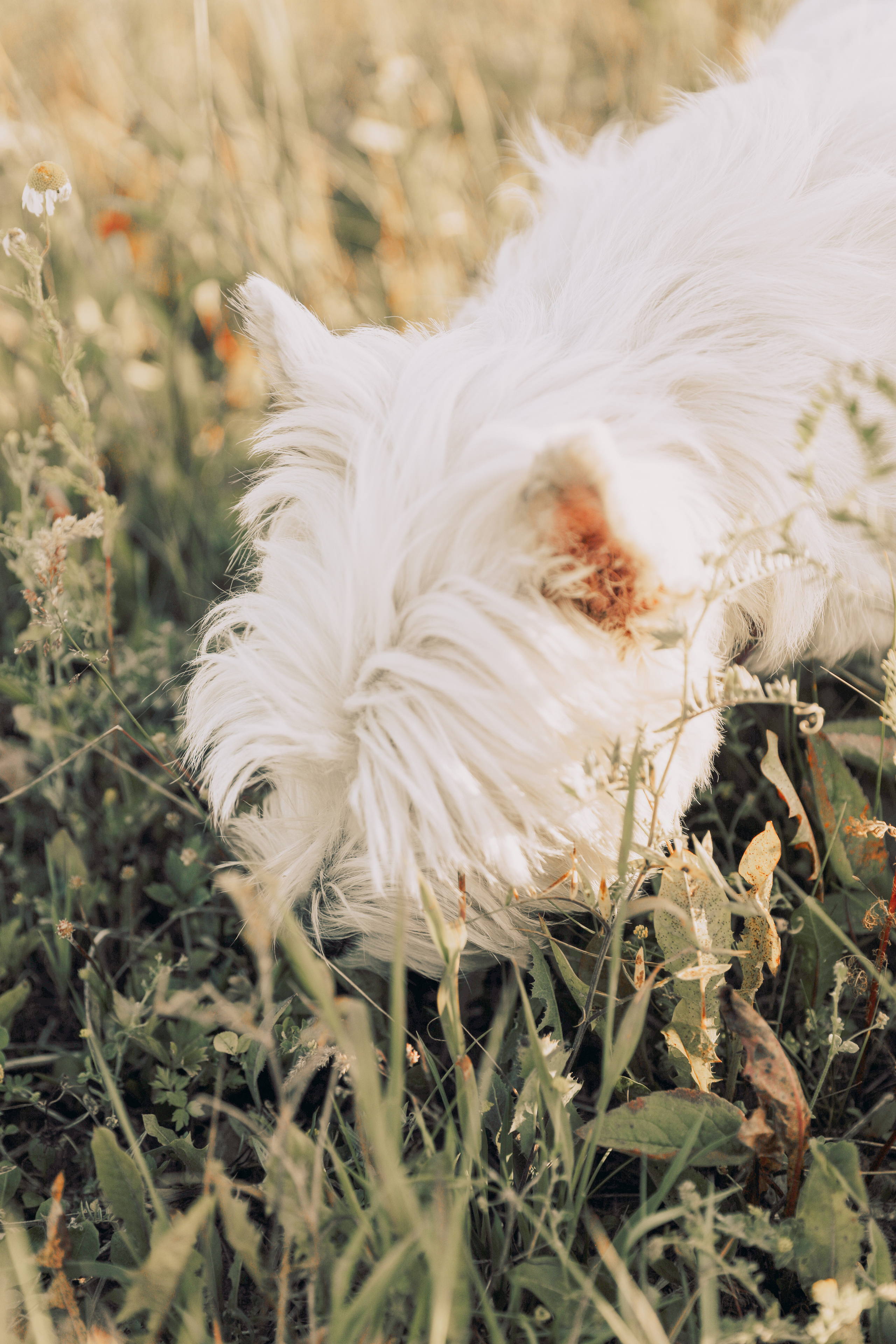 Маша с семьей. Фотограф в Санкт-Петербурге Алена Сертакова