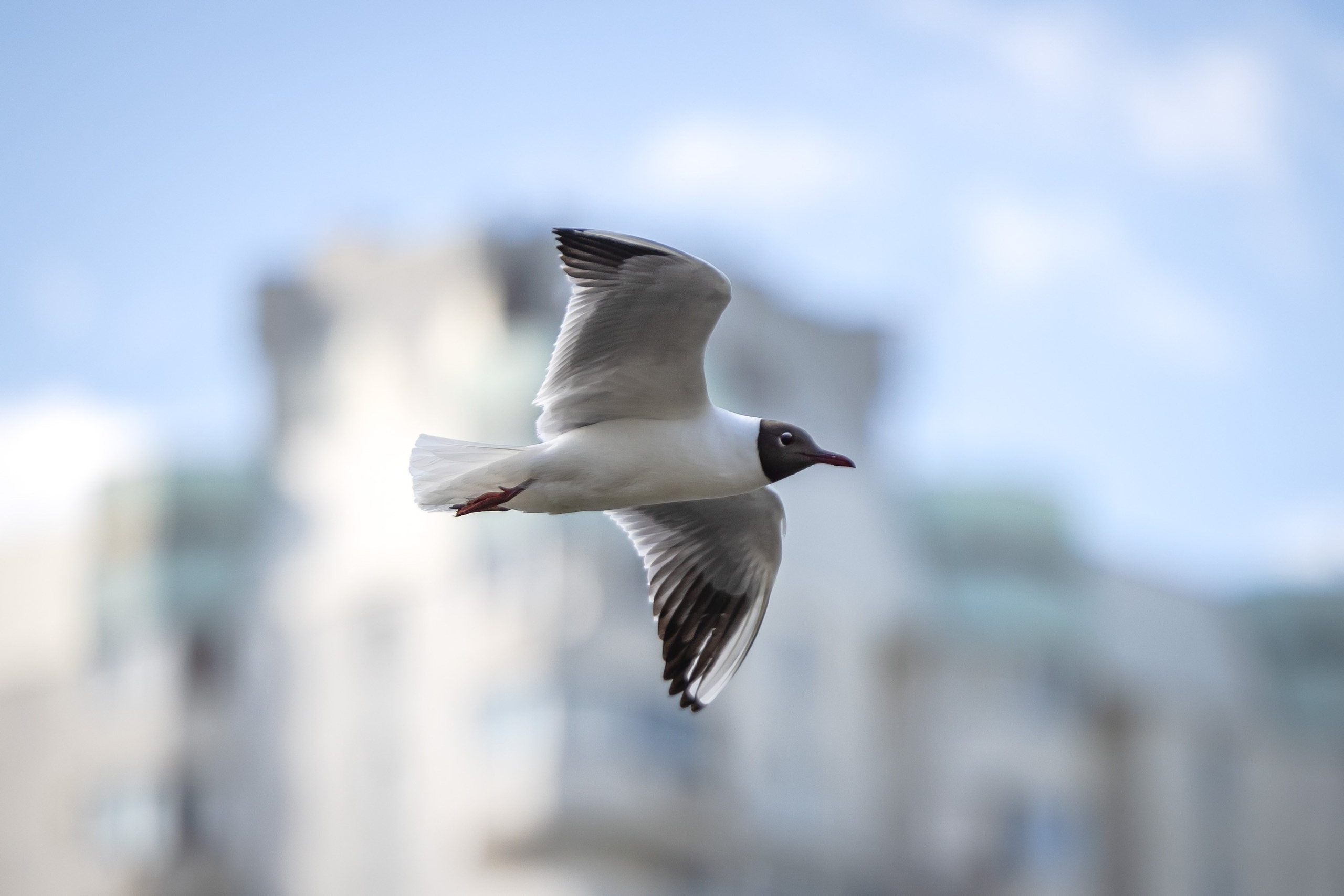 Птицы. Фотограф Владимир Охрименко