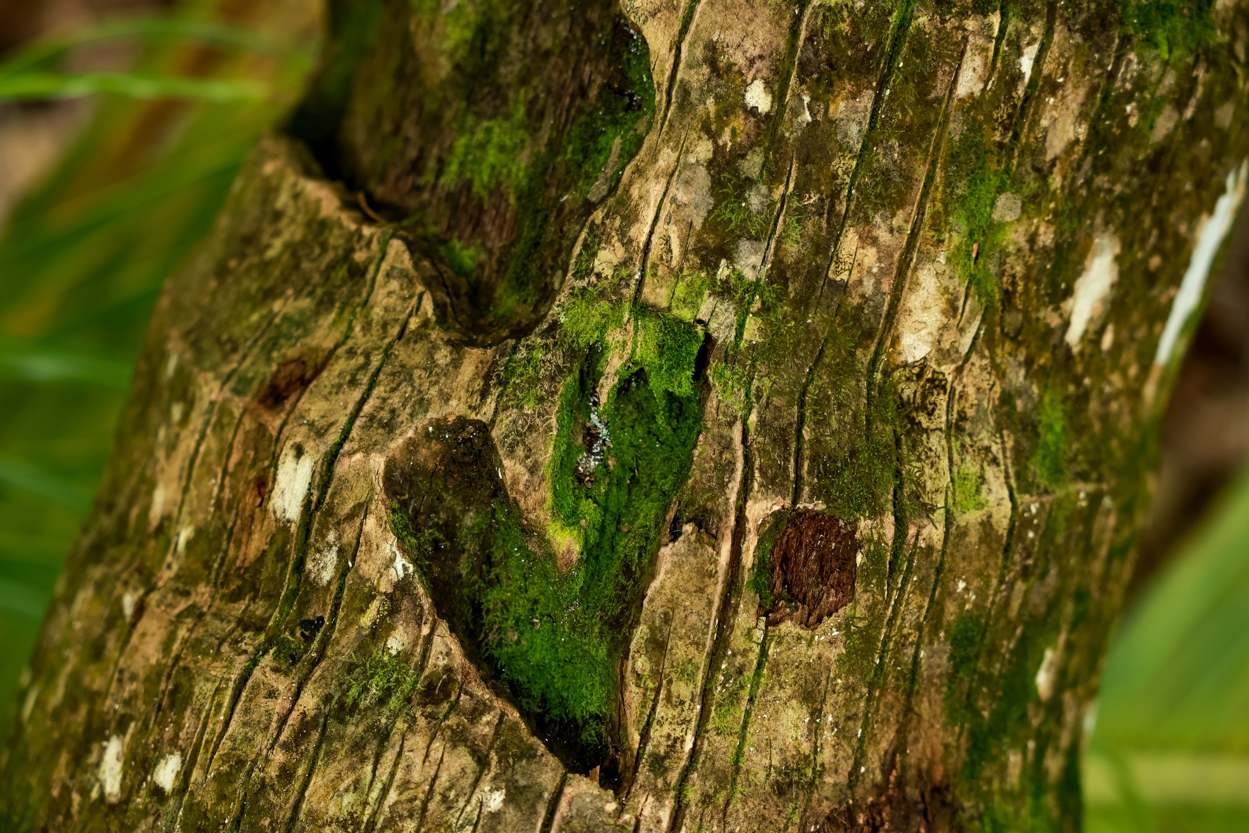 Сейшелы. Дарья Бухреева — фотограф, видеограф и фототерапевт. Москва и мир