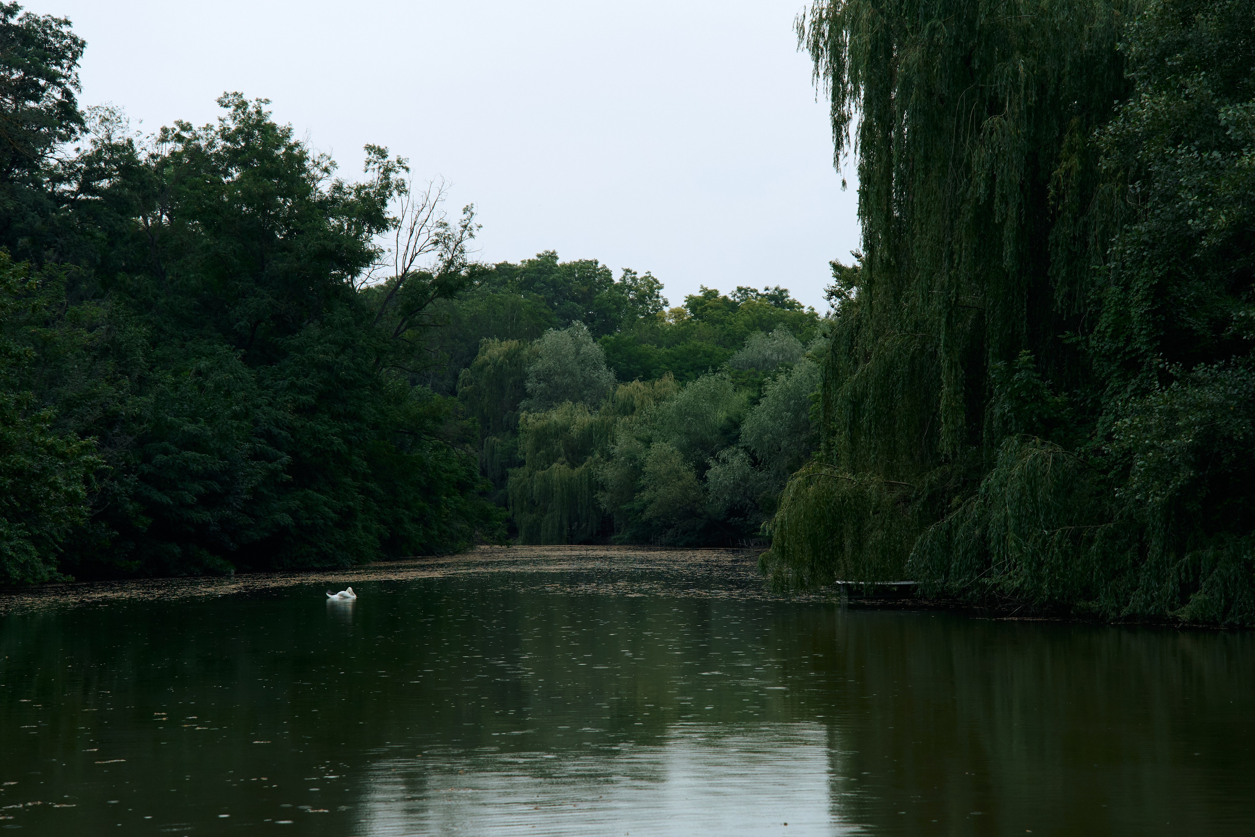 Виктор & Алена. Свадебный фотограф Кристина Вениченко