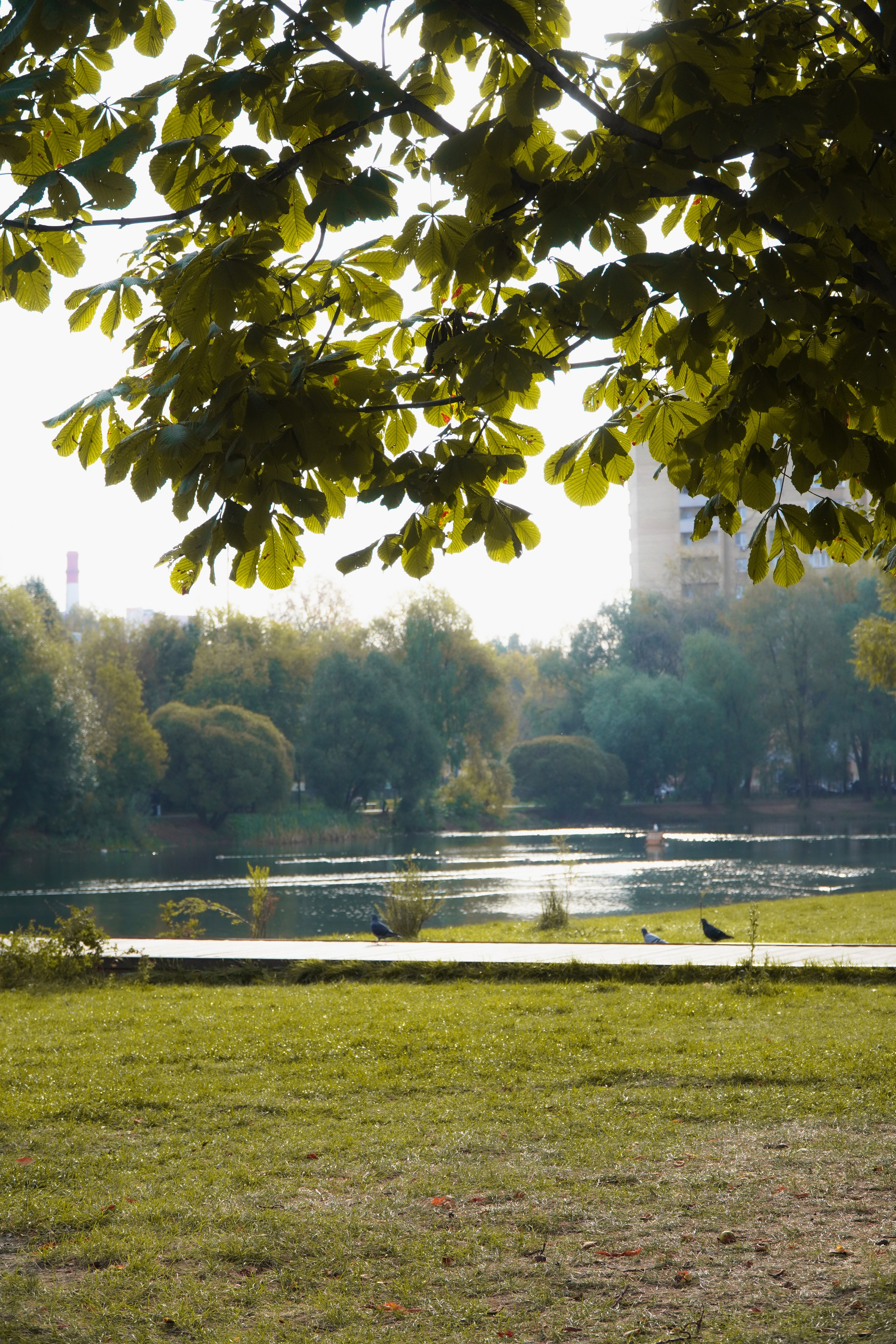 5 вёрст Наташинский 4 октября 2025. Роман Капилюшов. Бег. Фото. Видео. г. Люберцы