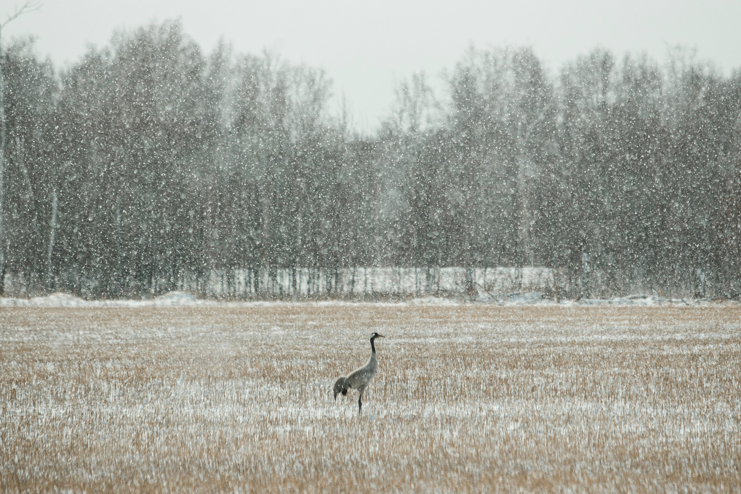 Репортажная съёмка в Новосибирске