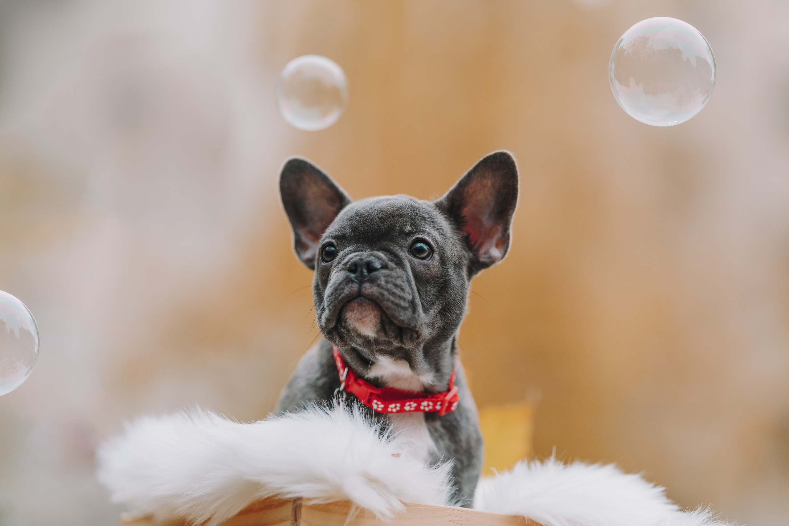 Французские бульдоги. Фотограф анималист Осипчикова Мария