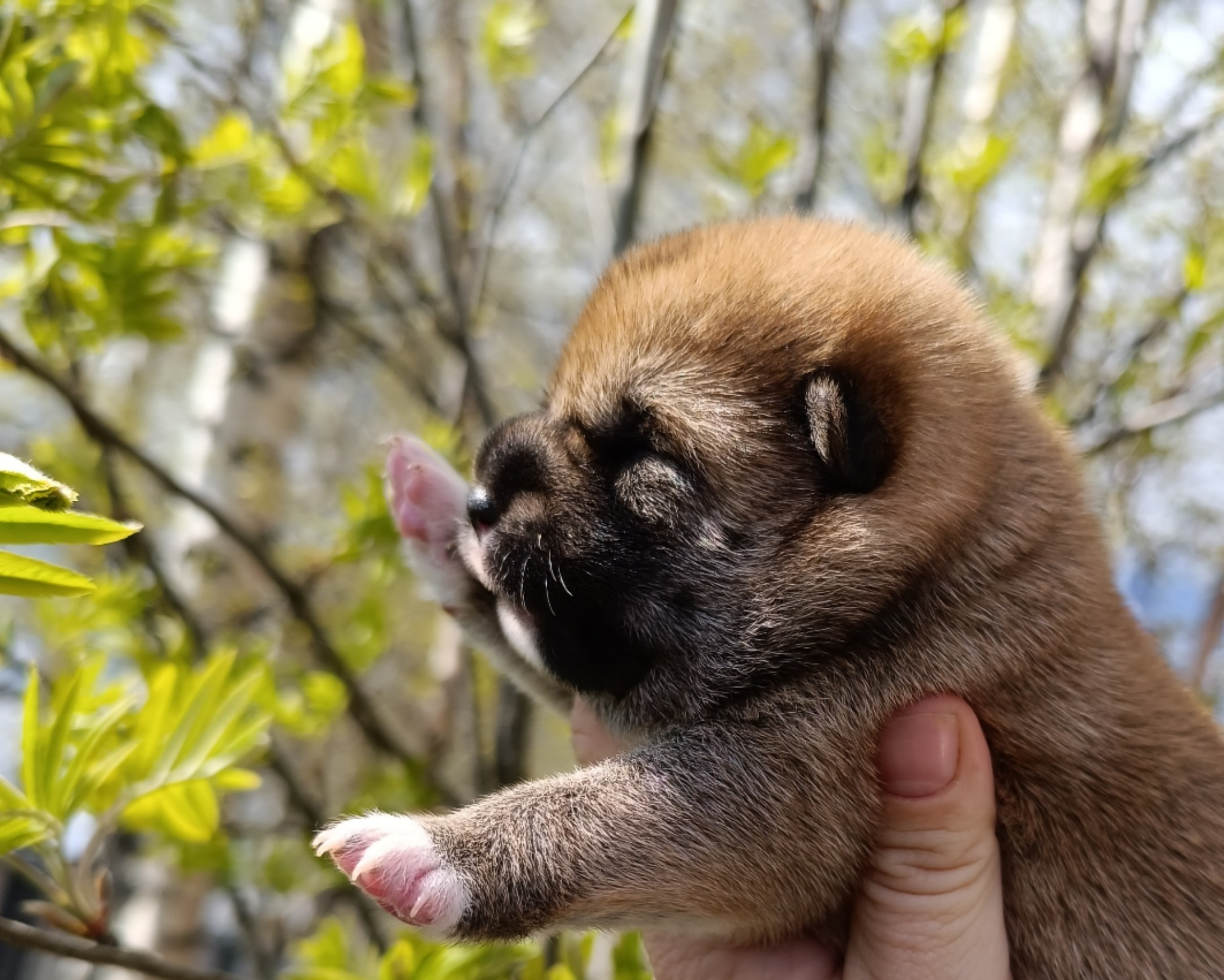 сиба питомник Рубилайт щенки на продажу rubylight  сиба щенки купить СПб Санкт-Петербург