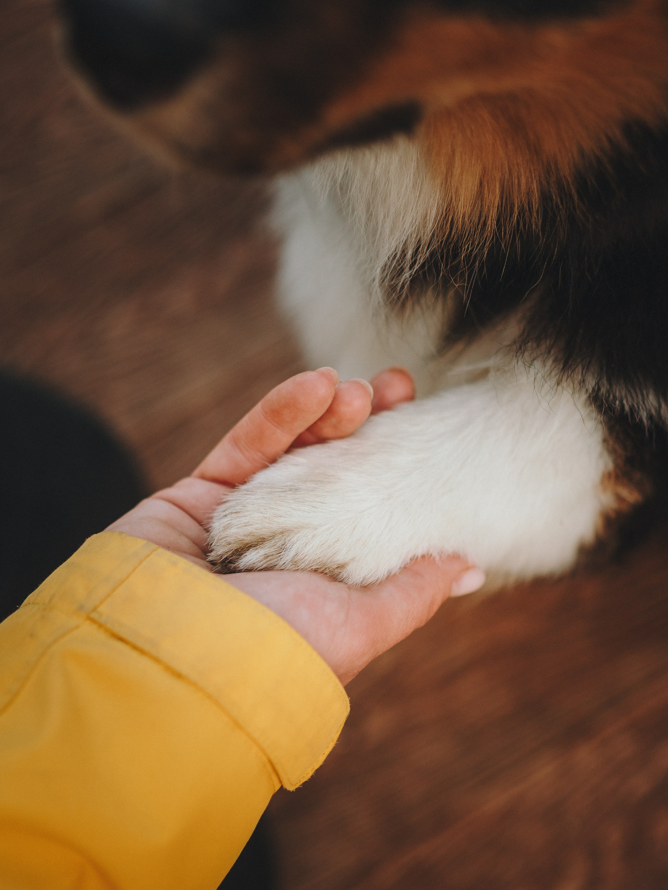 Софья и Сажик. Семейный фотограф анималист Ананьева Мария — Москва