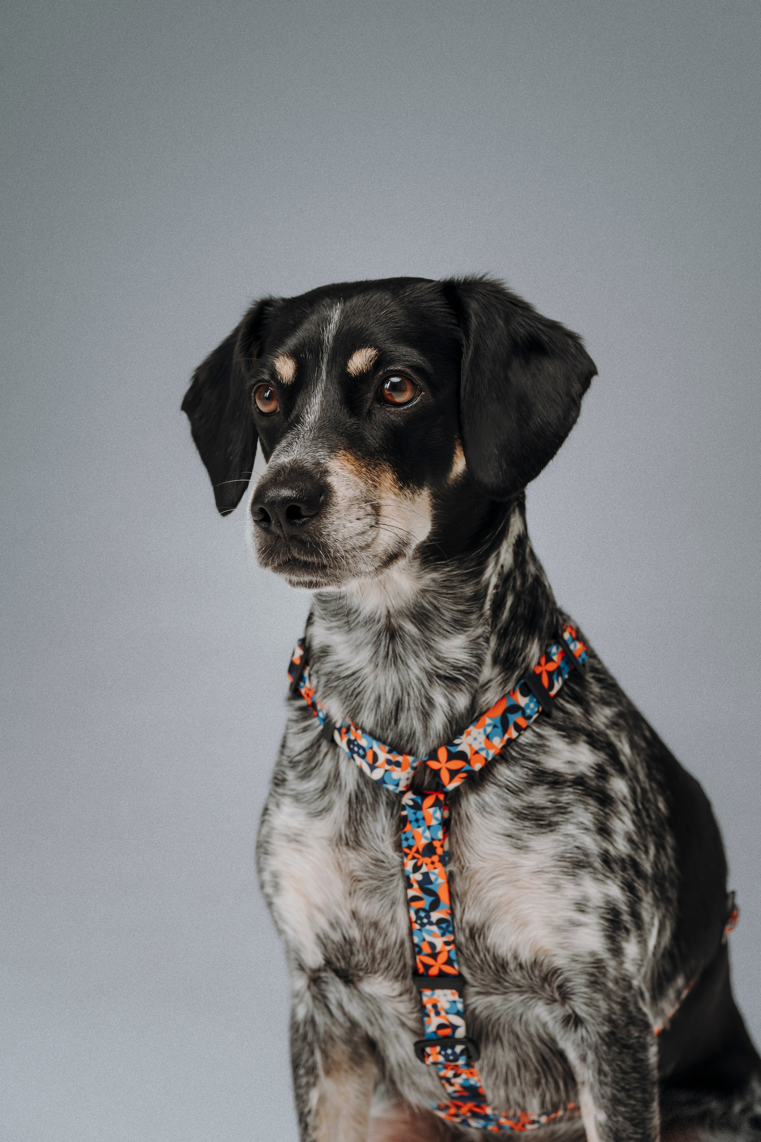 B&F. Амуниция. Семейный фотограф анималист Ананьева Мария — Москва