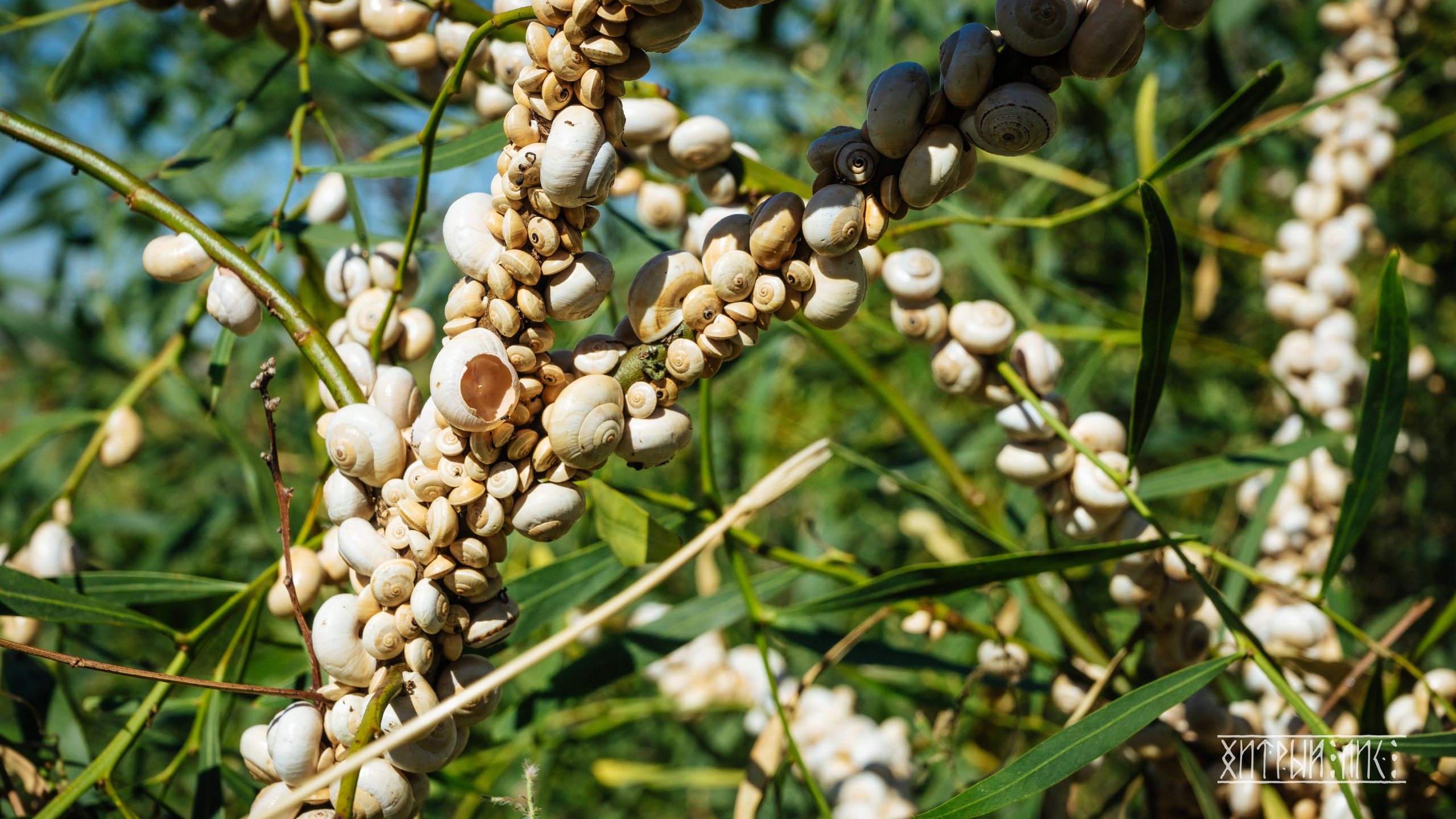 Кипр. Фотограф-путешественник Самойлов Максим «Sly Fox»
