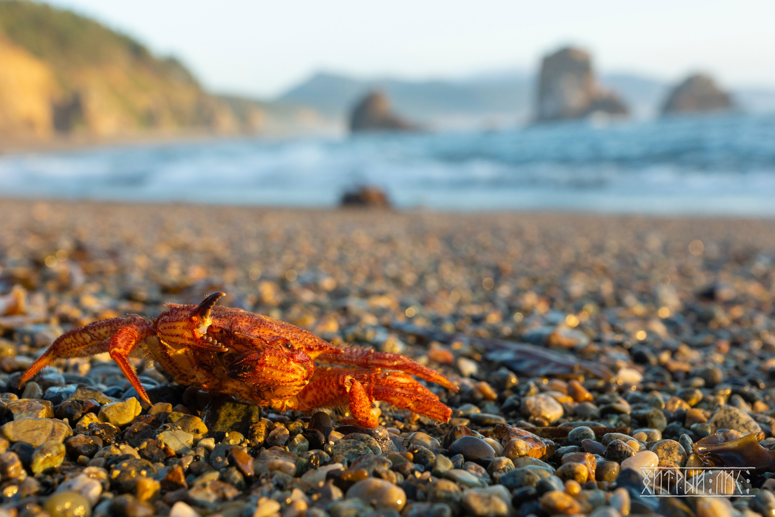 Сахалин. Фотограф-путешественник Самойлов Максим «Sly Fox»