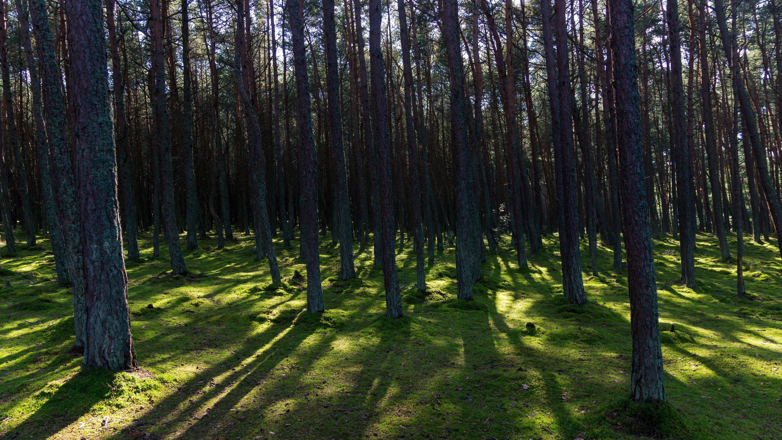 Куршская коса. Фотограф-путешественник Самойлов Максим «Sly Fox»
