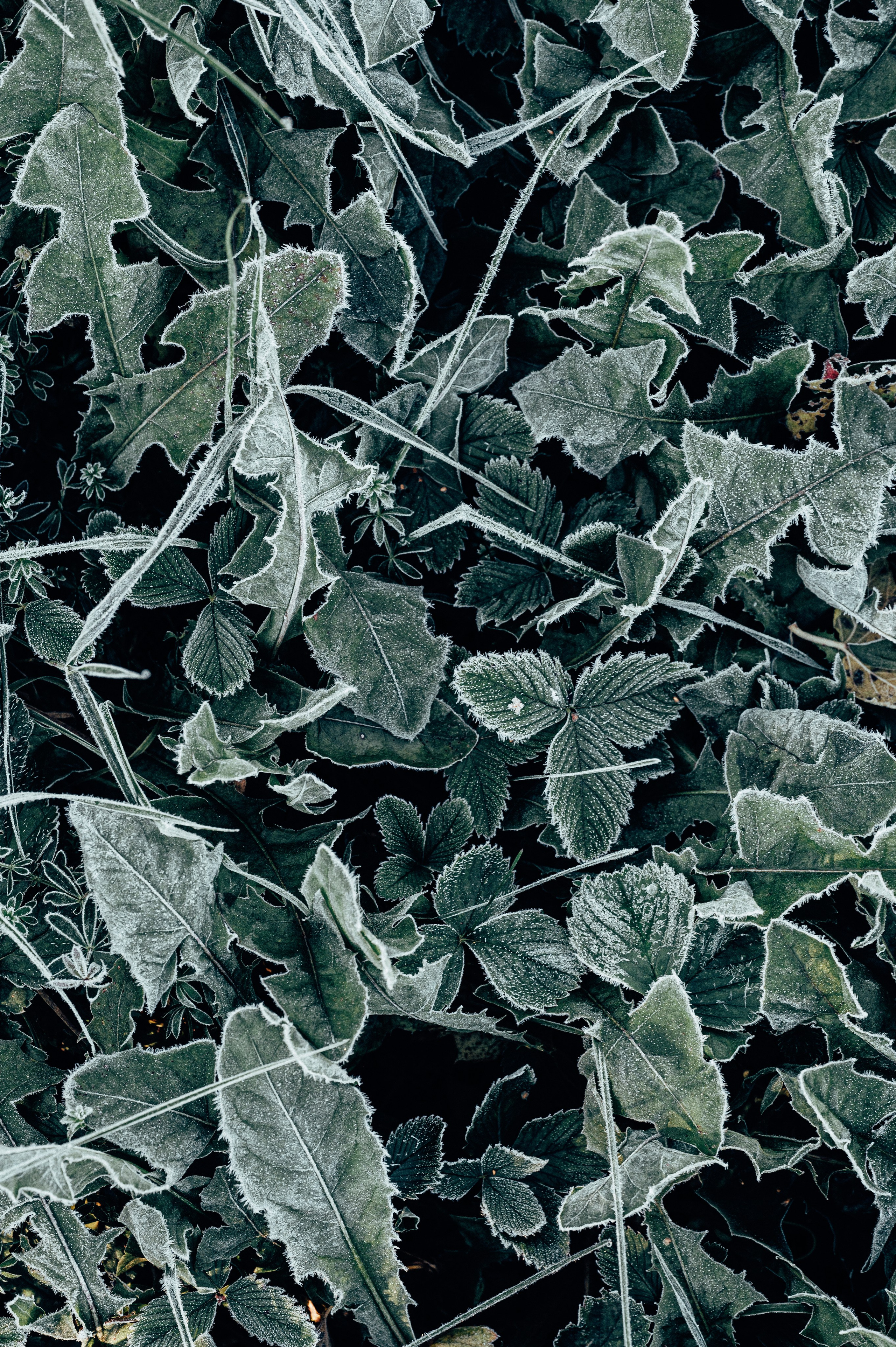 Природа. Максим Егоров, г. Ижевск. Репортажная, предметная съёмка и фуд-фотография