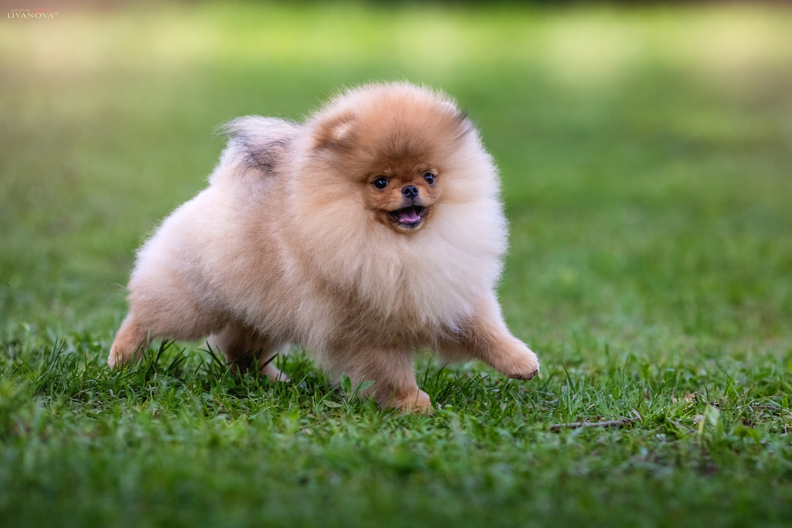 Шпицы. Фотограф анималист Аня Ливанова | Рыбинск