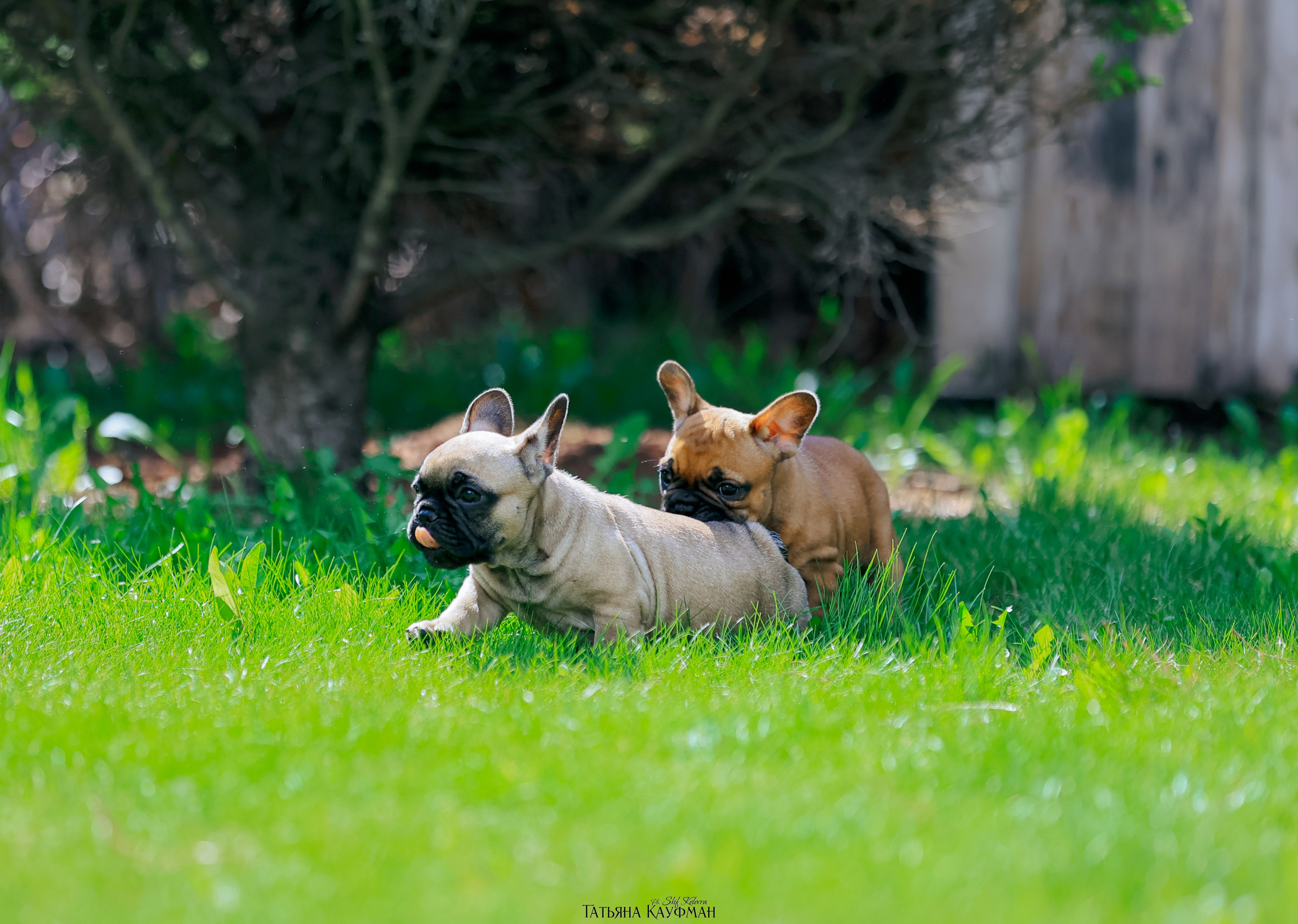 Французский бульдог, фотография французского бульдога, щенки бульдога, щенки французского бульдога, красивая собака, фотограф анималист, фотокурс Анималистика, научиться фотографировать собак, фотограф Новосибирск