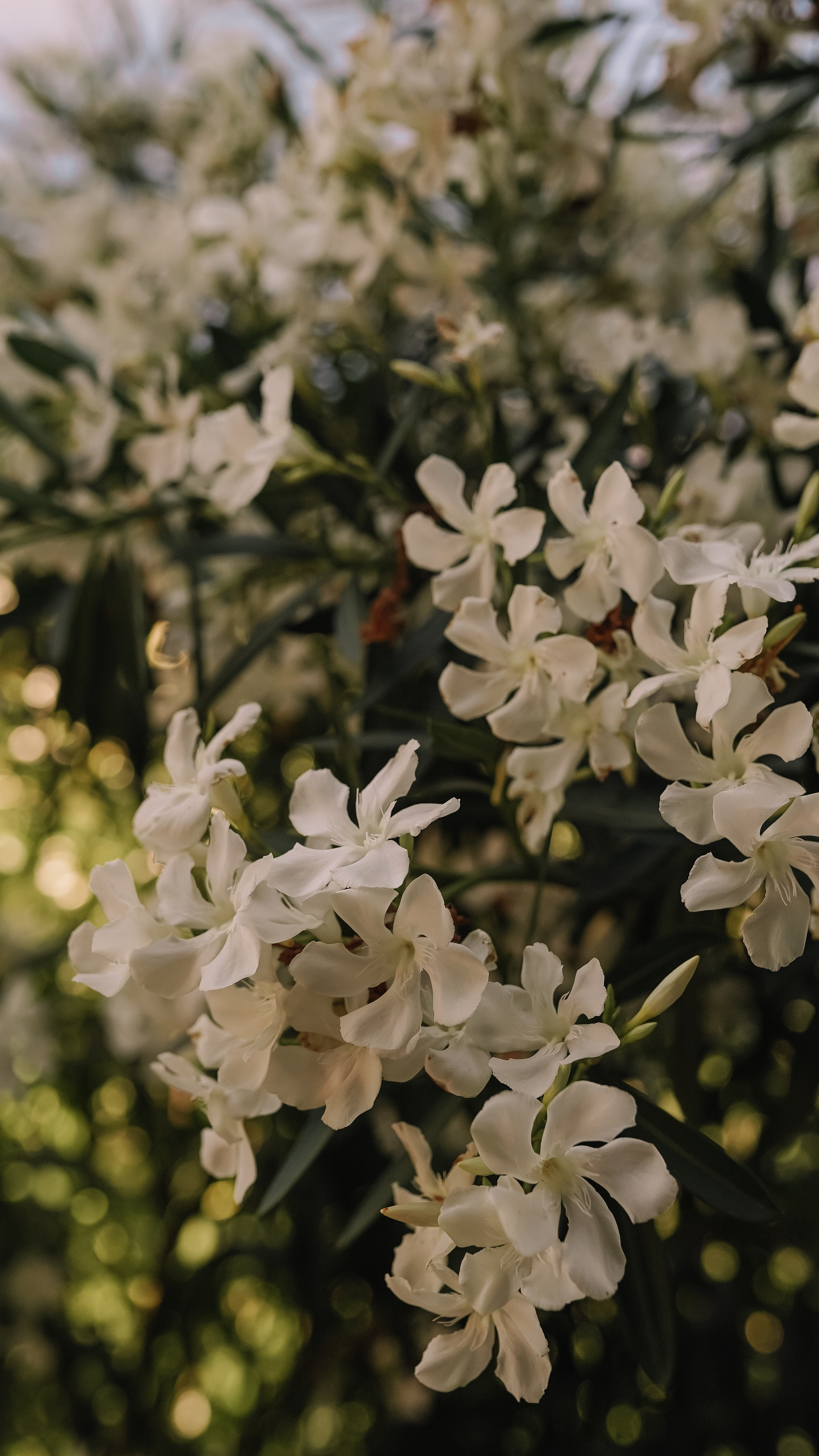 Мамай-Кале — Ресторан в лесу. Милана Довгаль - семейный фотограф и видеограф  в Адлере и Сочи
