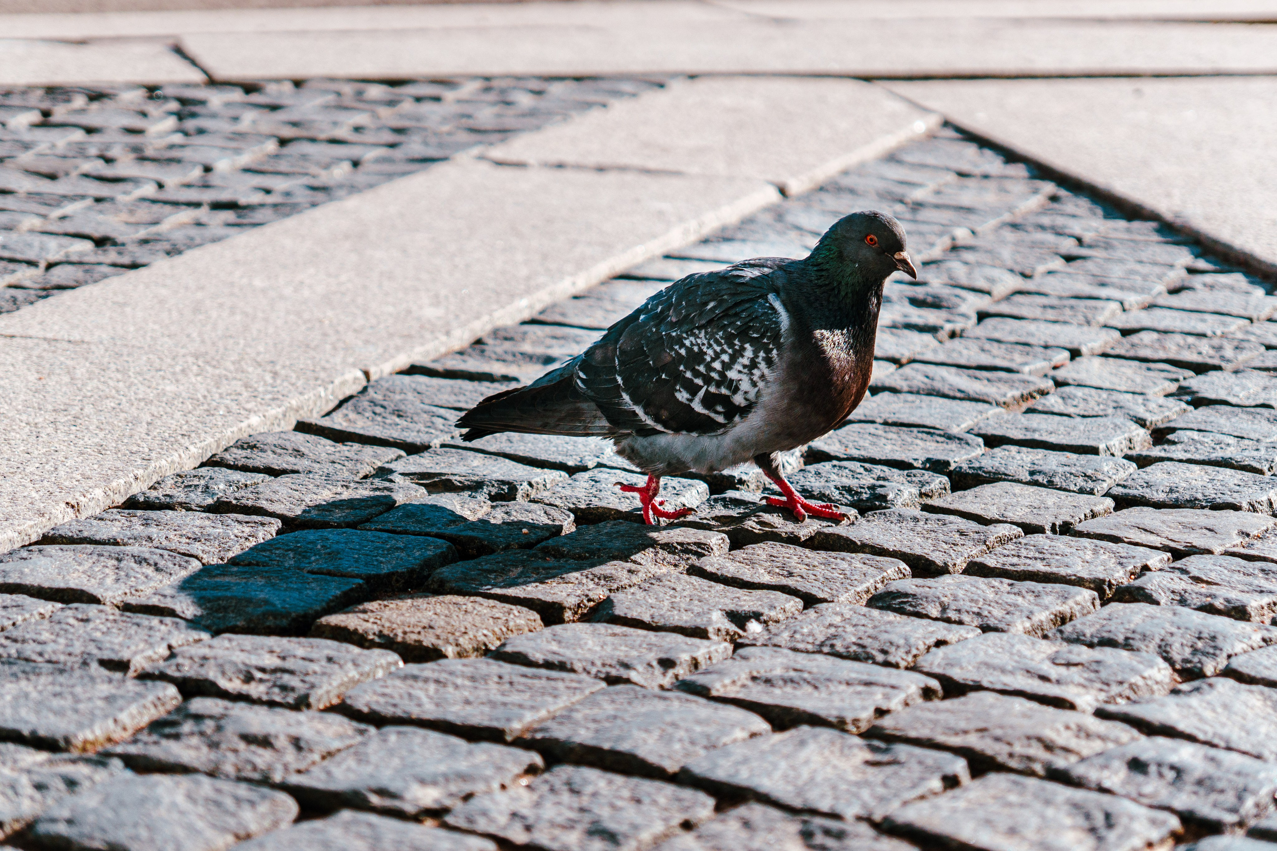 Санкт-Петербург. Фотограф в Санкт-Петербурге Ибрагимова Алина
