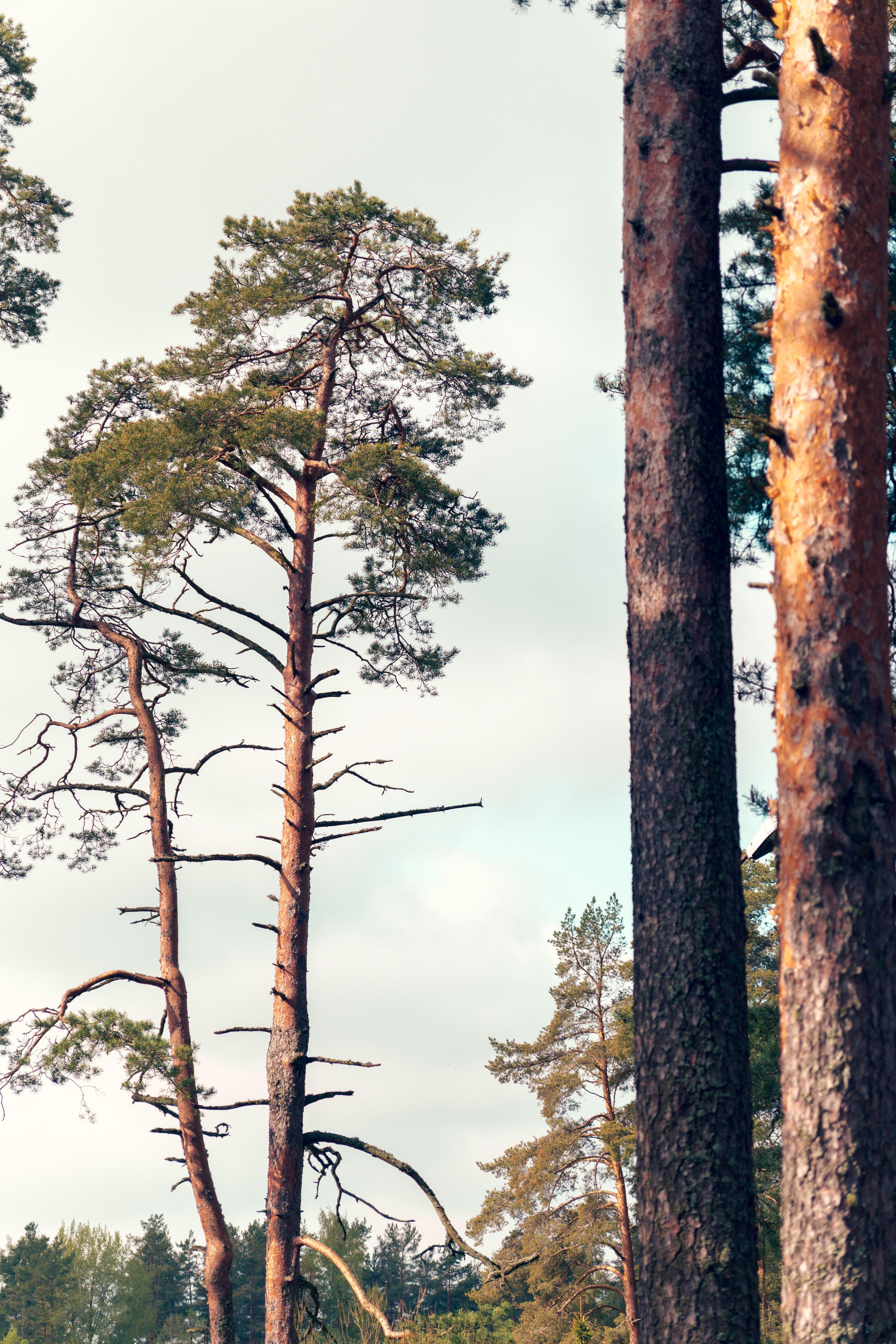 Природа. Фотограф в Санкт-Петербурге Ибрагимова Алина