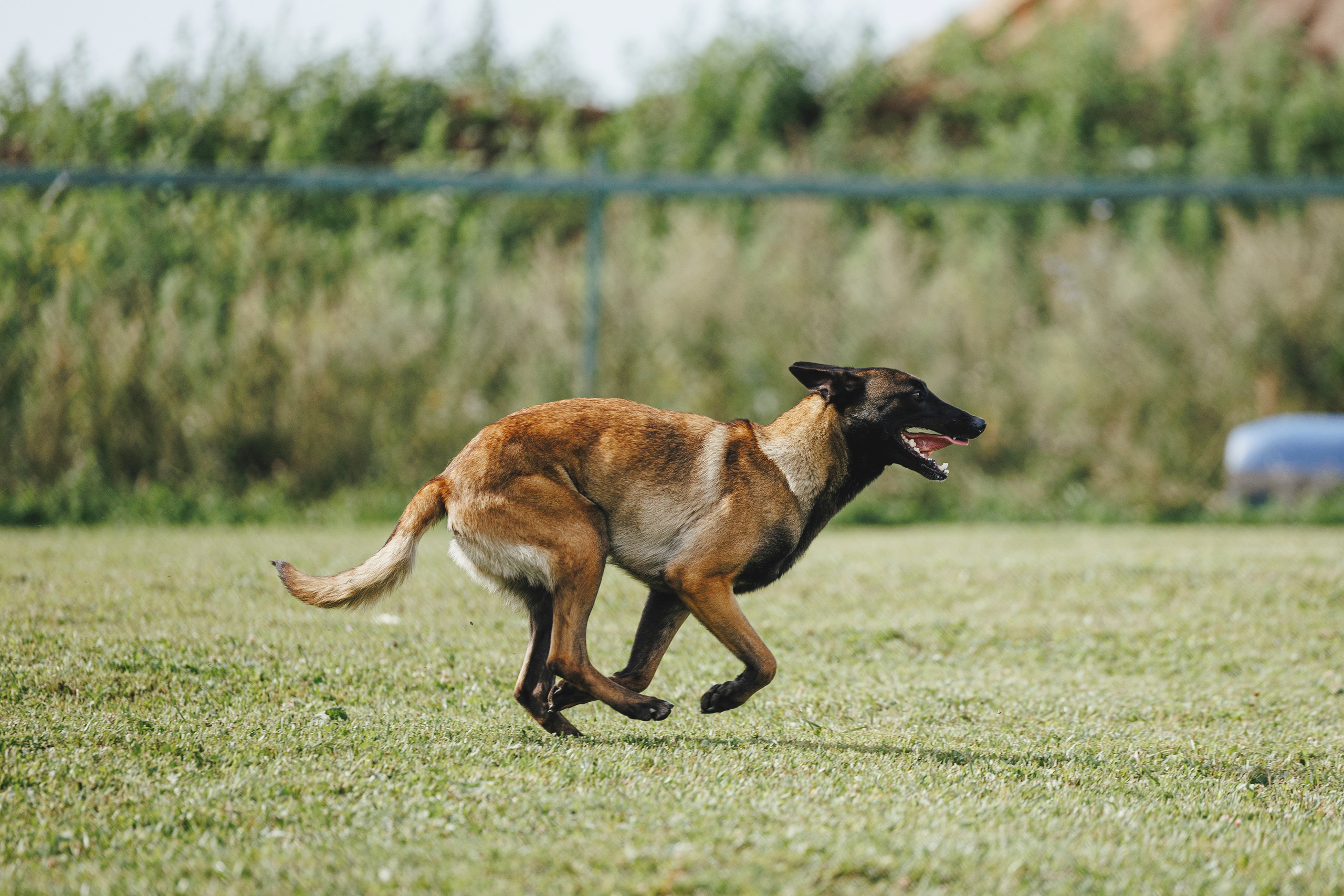 08.08.25-10.08.25 ЧР по мондьорингу г. Вологда. Фотограф-анималист Анна Маринич