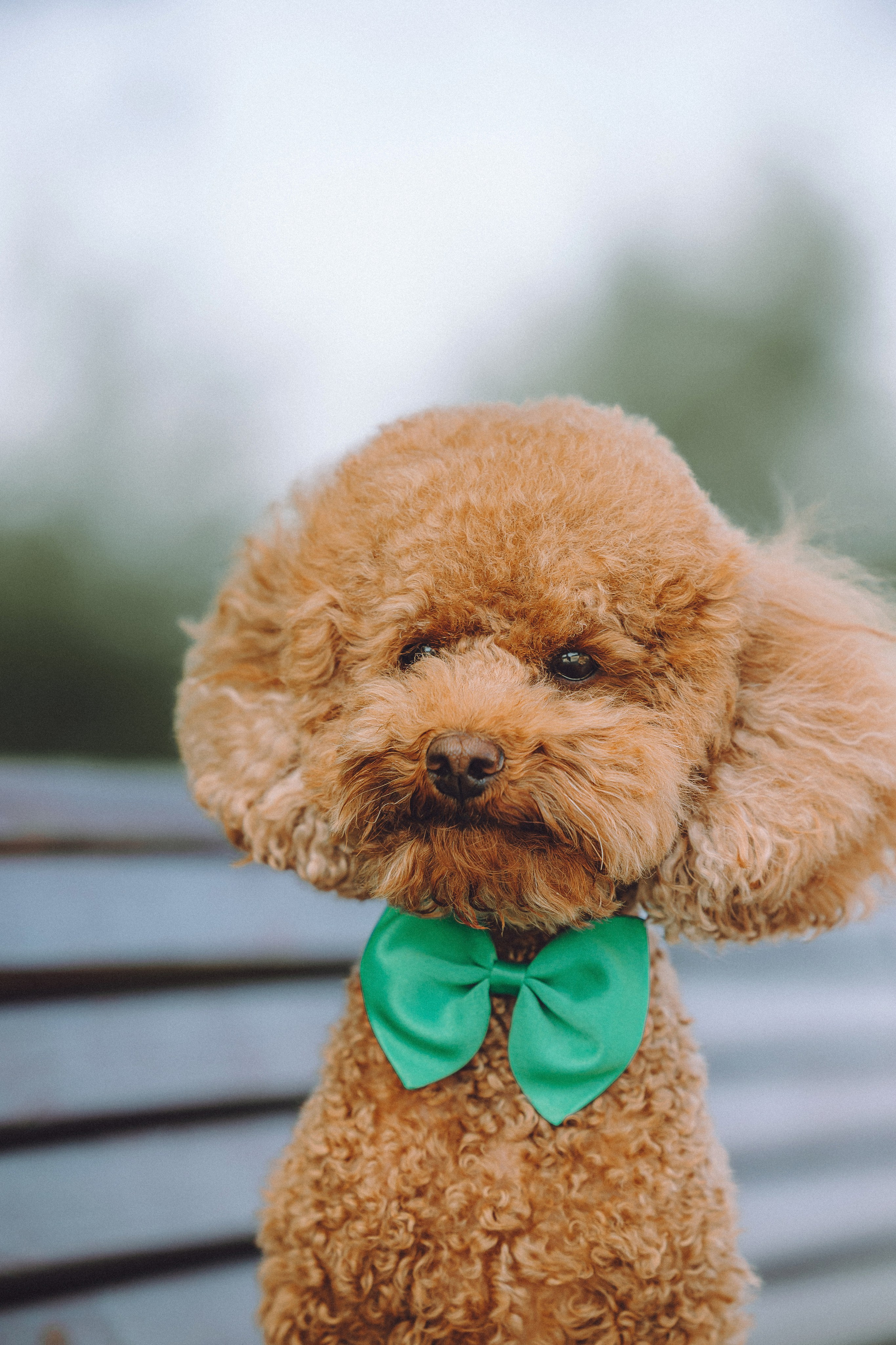 Марья и Буба