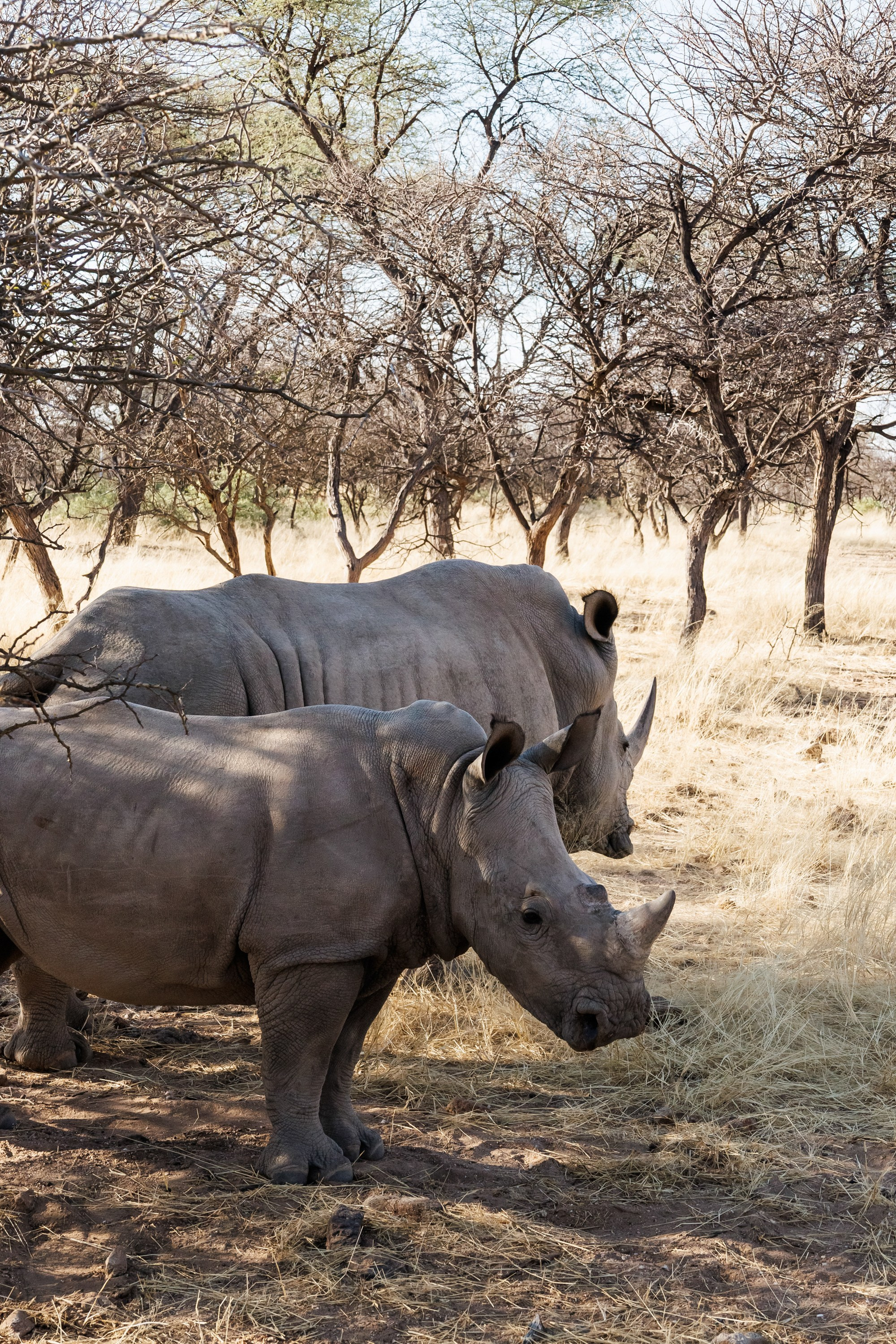 НАМИБИЯ. Роадтрип