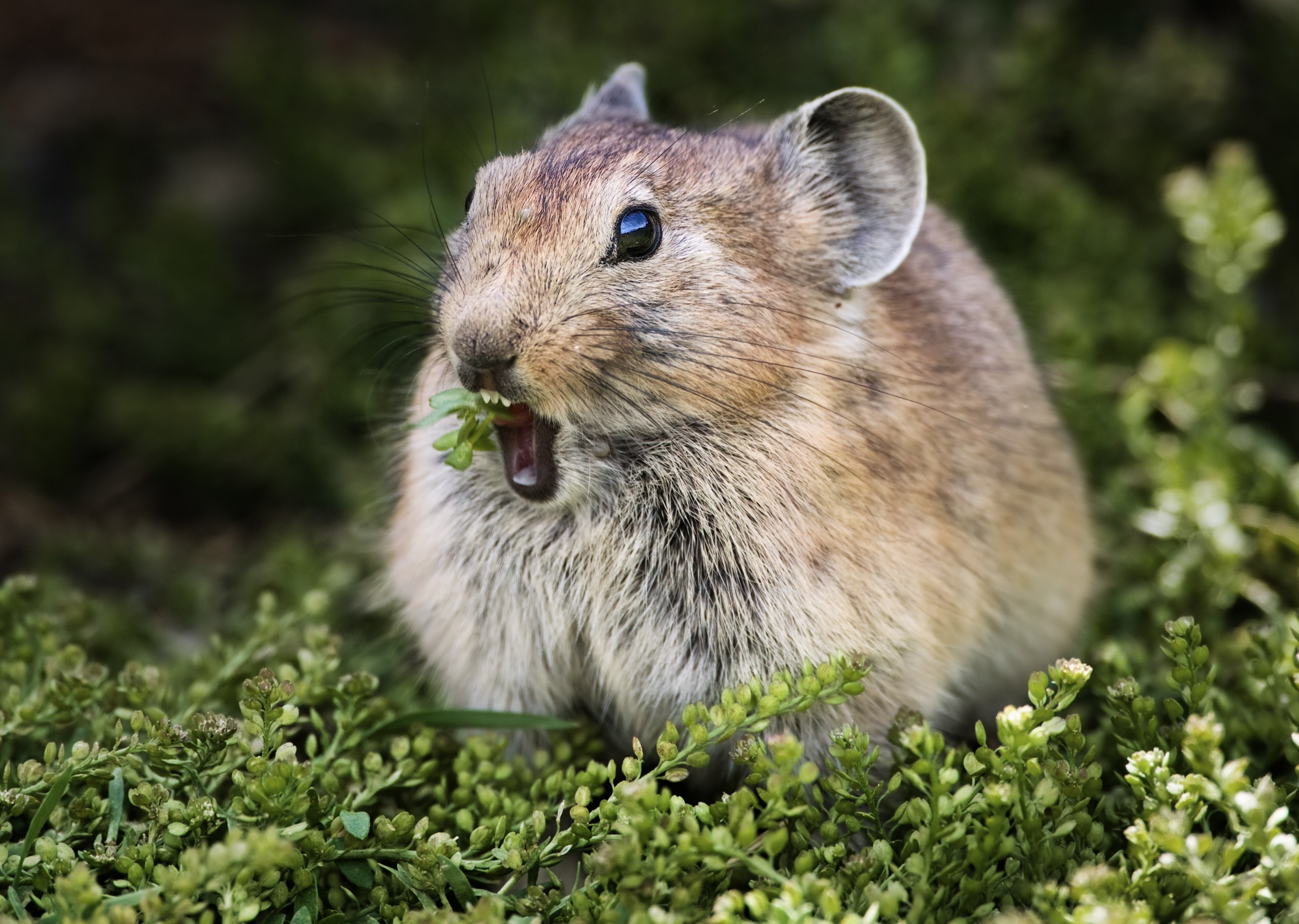 Монголия. Фотограф Владимир Медведев
