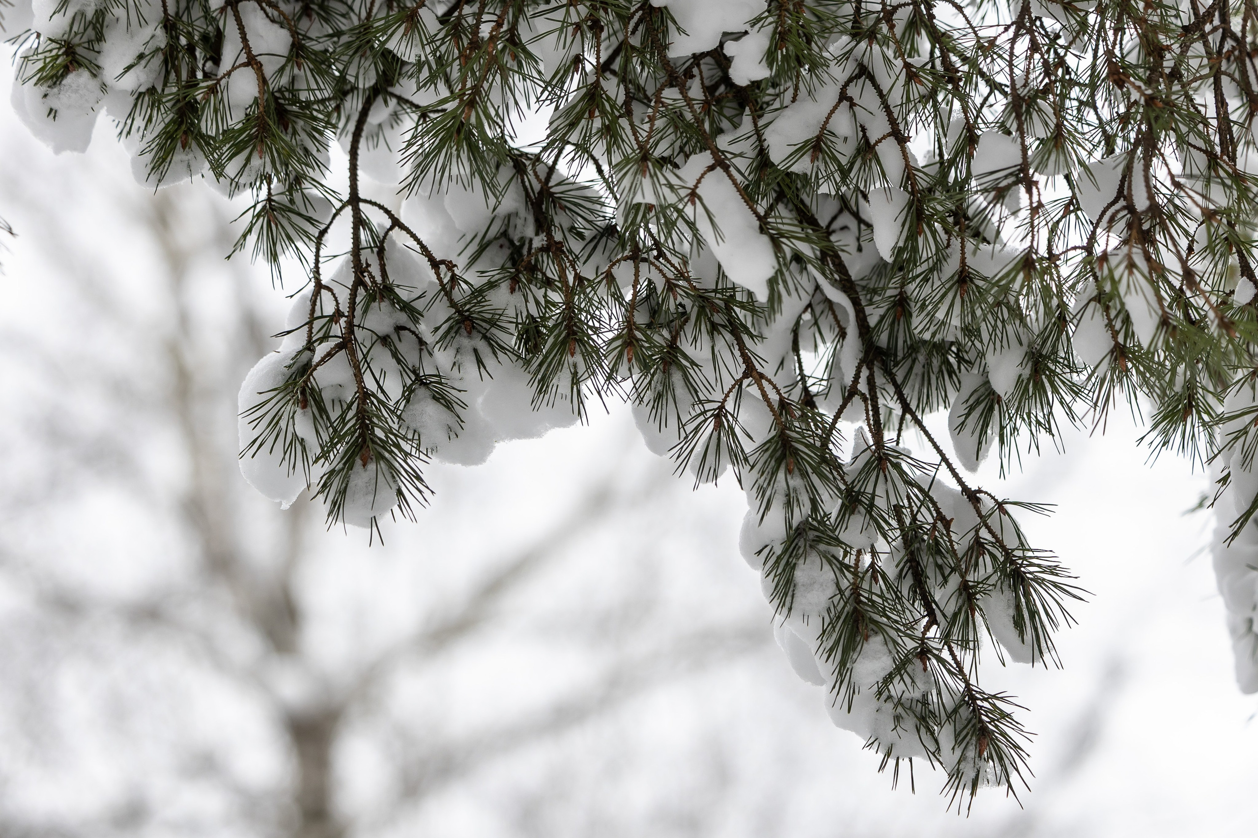 Природа. Фотограф Владимир Охрименко