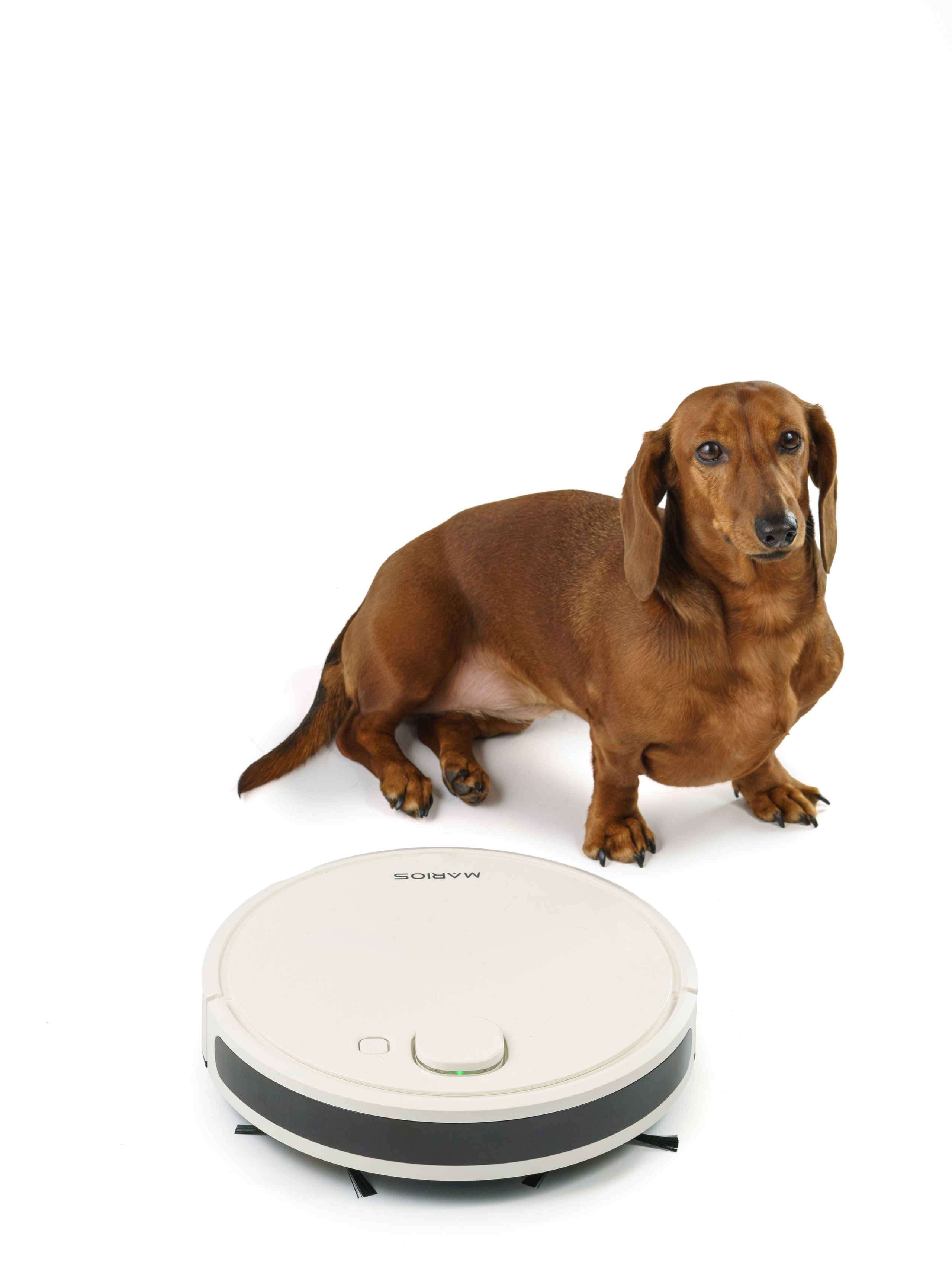 Такса Марго. KED Production — продакшн из СПб. Создаём фото, видео и контент, который помогает брендам и селлерам продавать больше