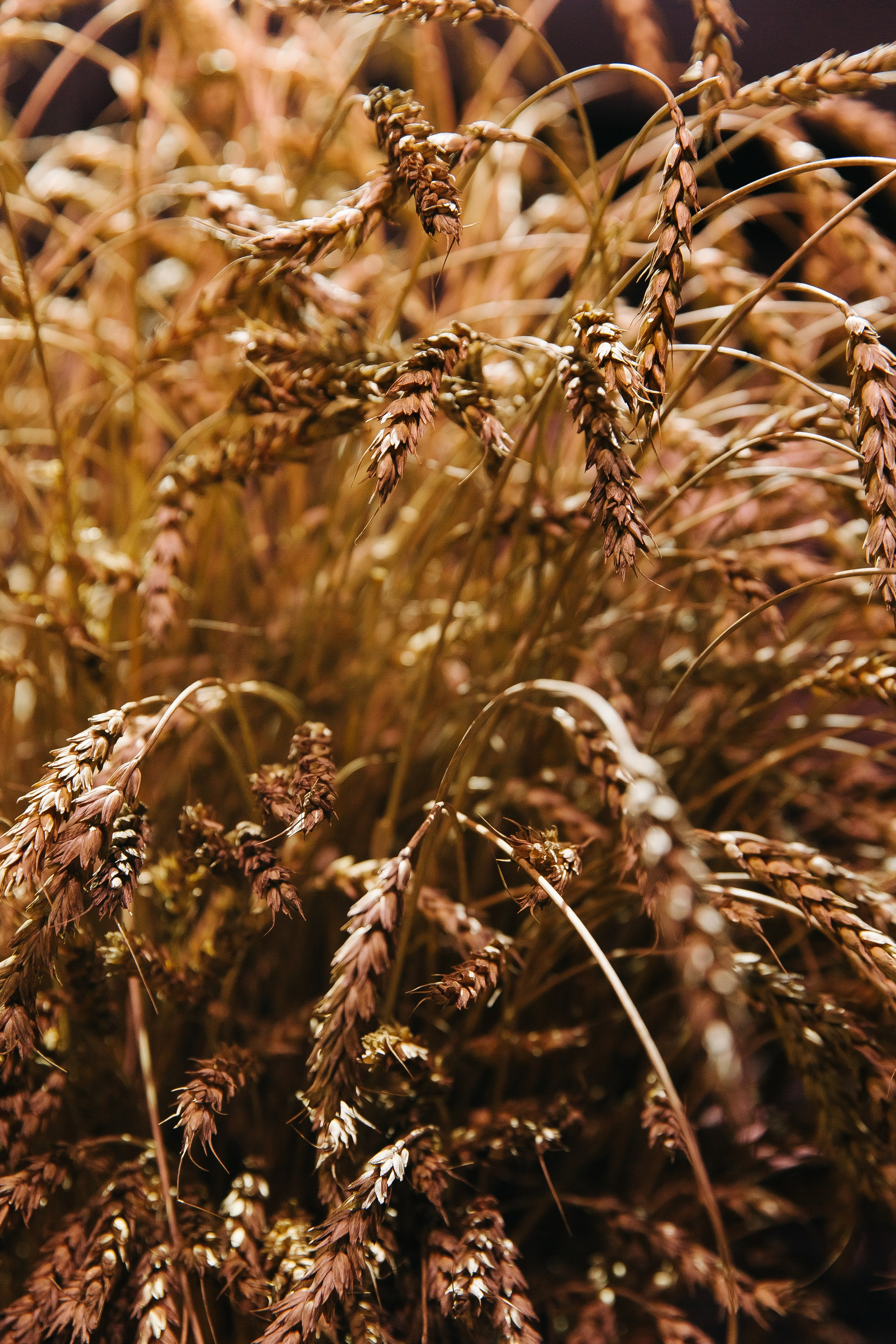 Сосны. Фотограф в Красноярске Любовь Малеева