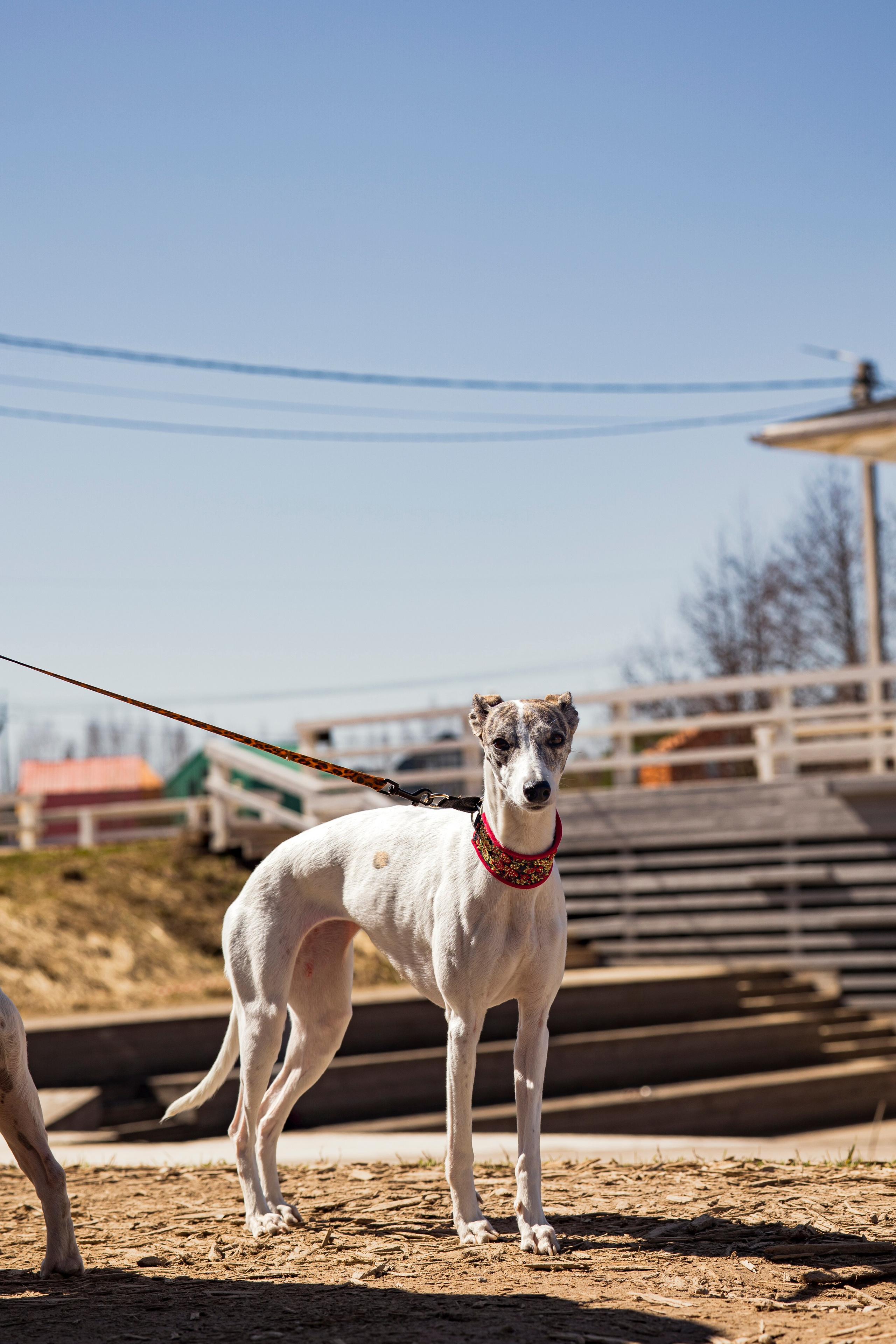 Смена в «DogCamp». Анастасия Белаш