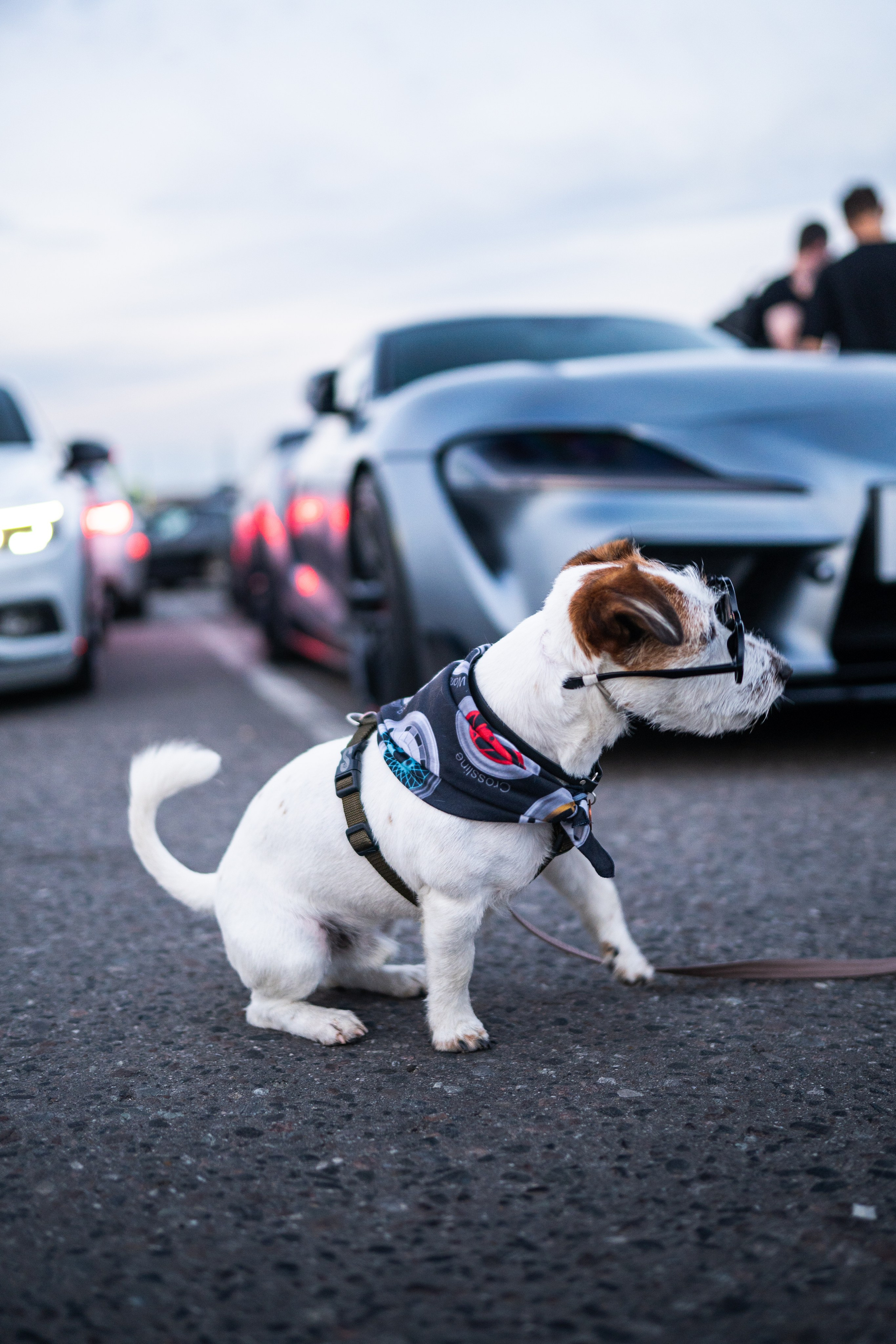 DOWNFLY | 13.07.2024. Mirllaev