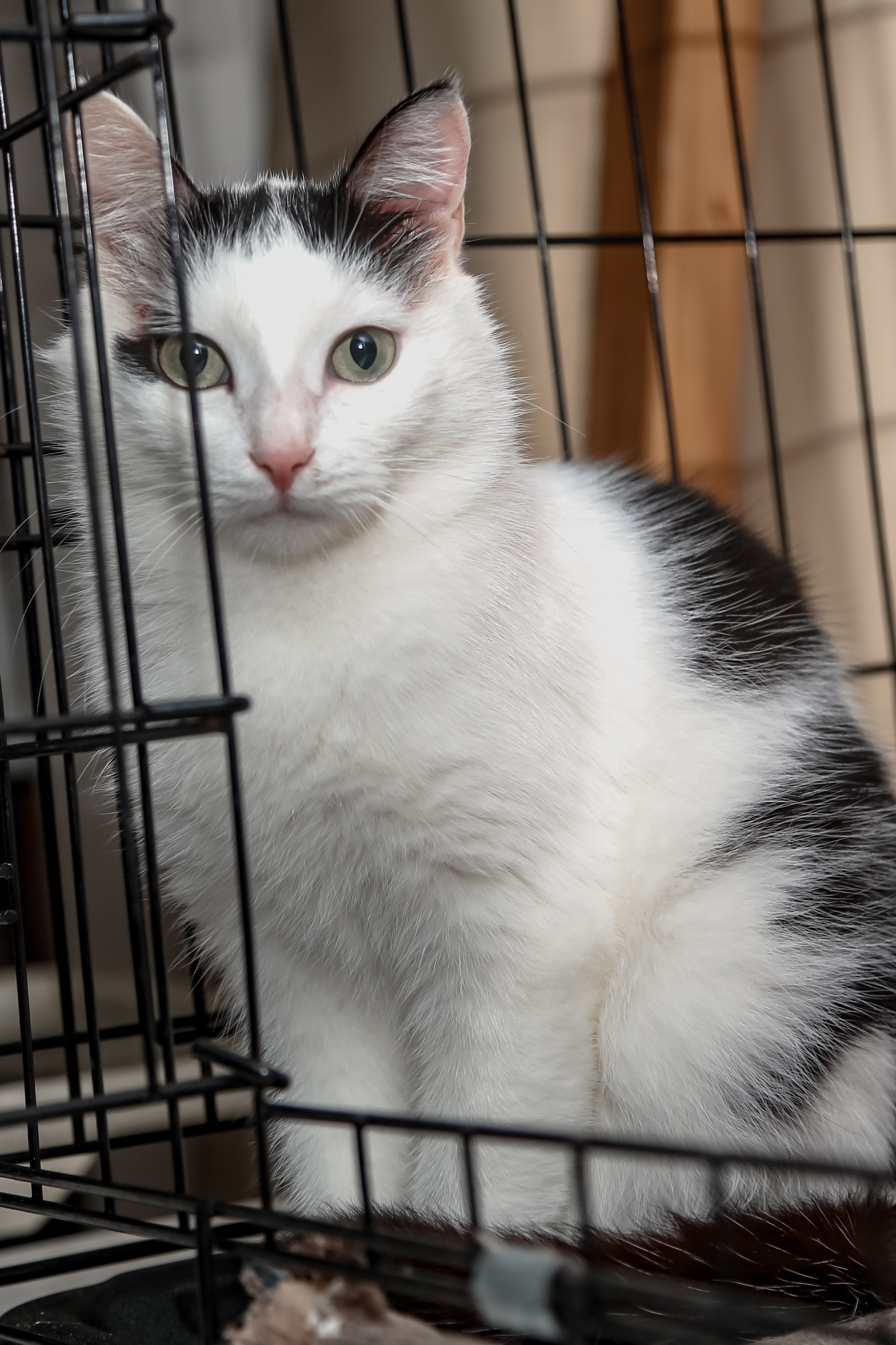 Приют Кошкин Дом Филимоша. Ваш фотограф в Оренбурге Рощупкина Екатерина