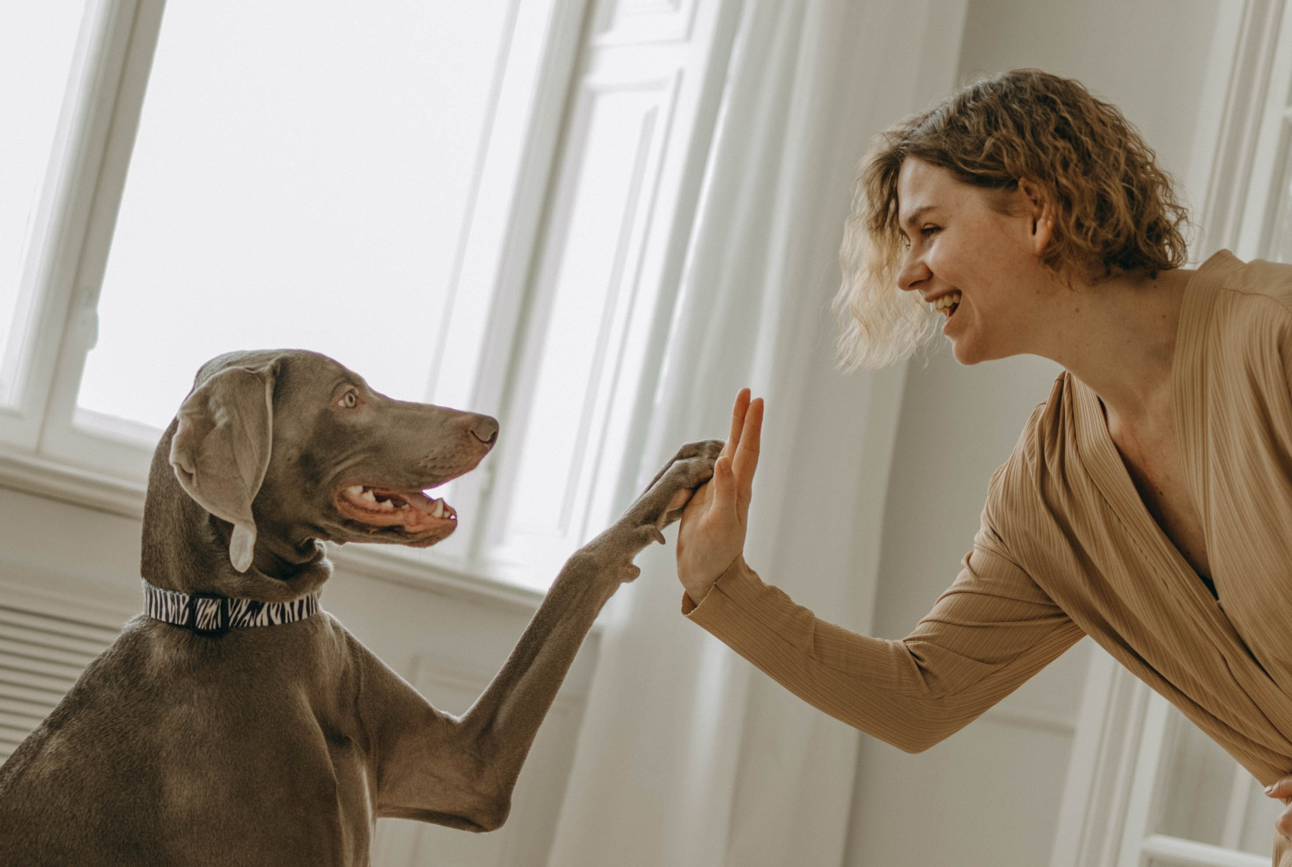 Фотосессия в студии с собакой. Фотограф-анималист в Екатеринбурге | Кристина