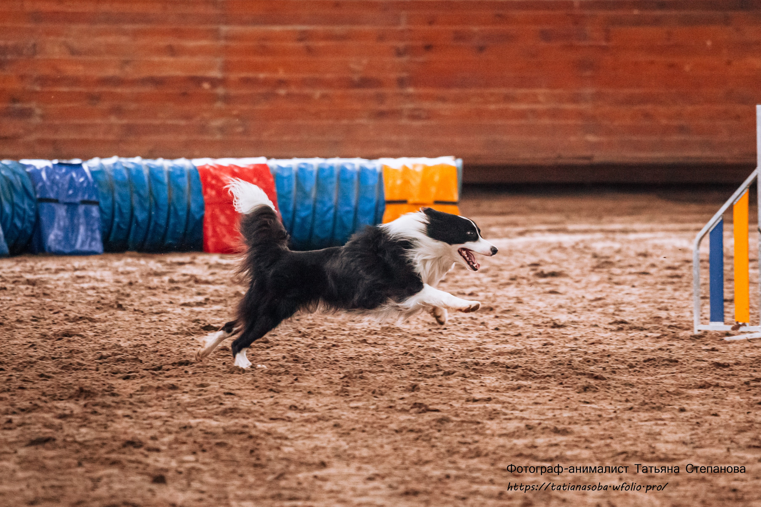 Соревнования по Аджилити 25.02.2024. Фотограф-анималист Татьяна Степанова