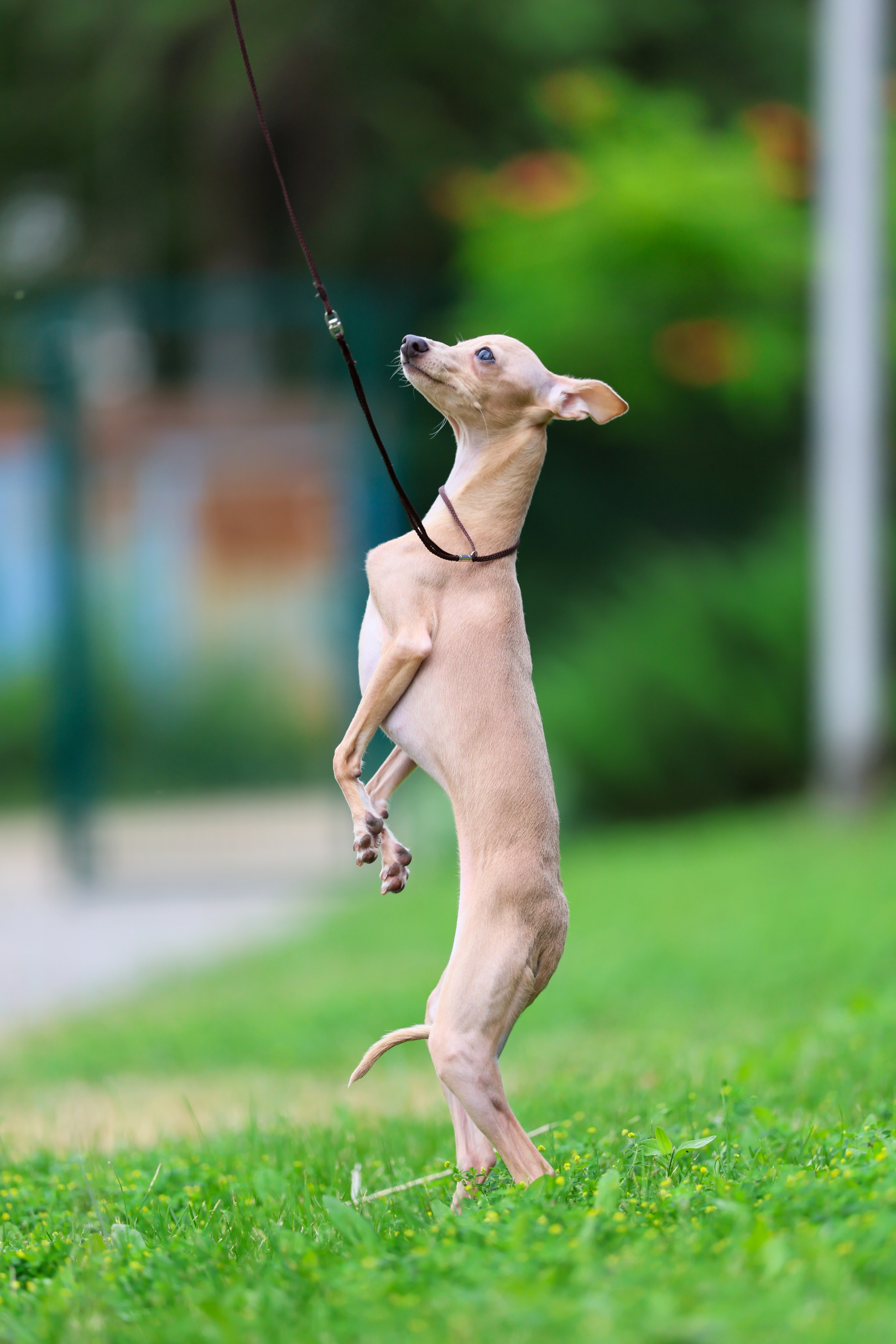Кремовая Лекси. Professional Italian Greyhound Kennel RKF/FCI ASTI SAPPHIRE 💎 Sochi|St. Petersburg