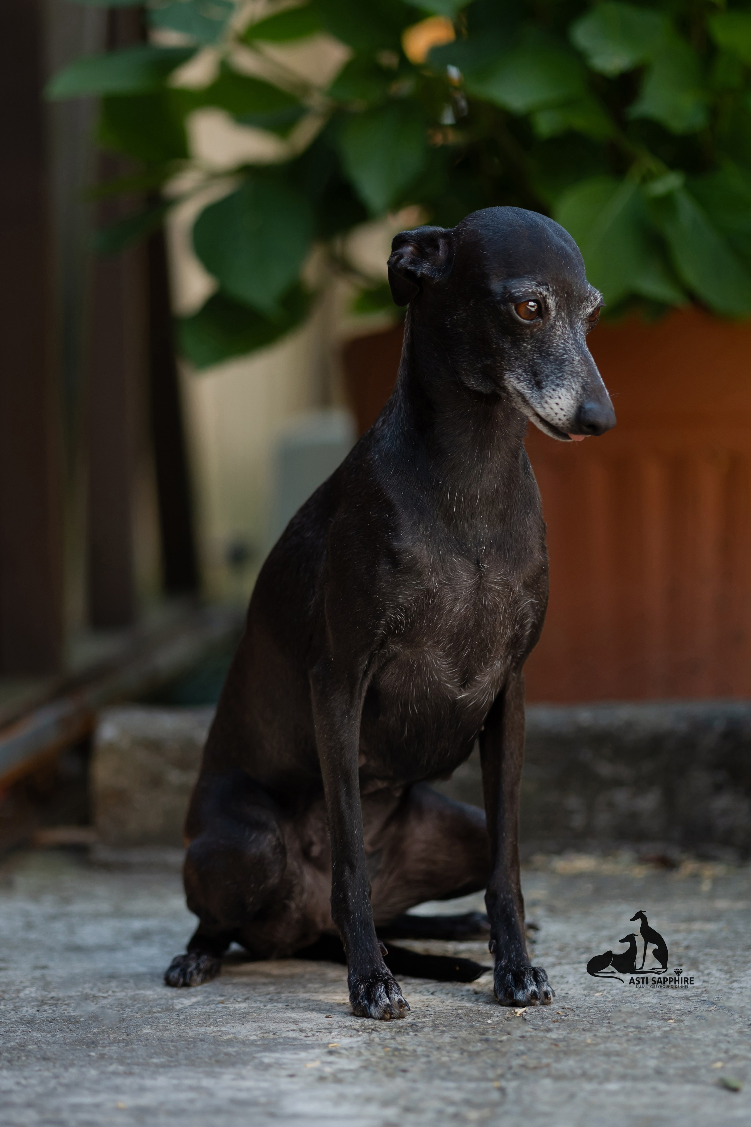 Asti Sapphire Esmeralda La Bella. Professional Italian Greyhound Kennel RKF/FCI ASTI SAPPHIRE 💎 Sochi|St. Petersburg