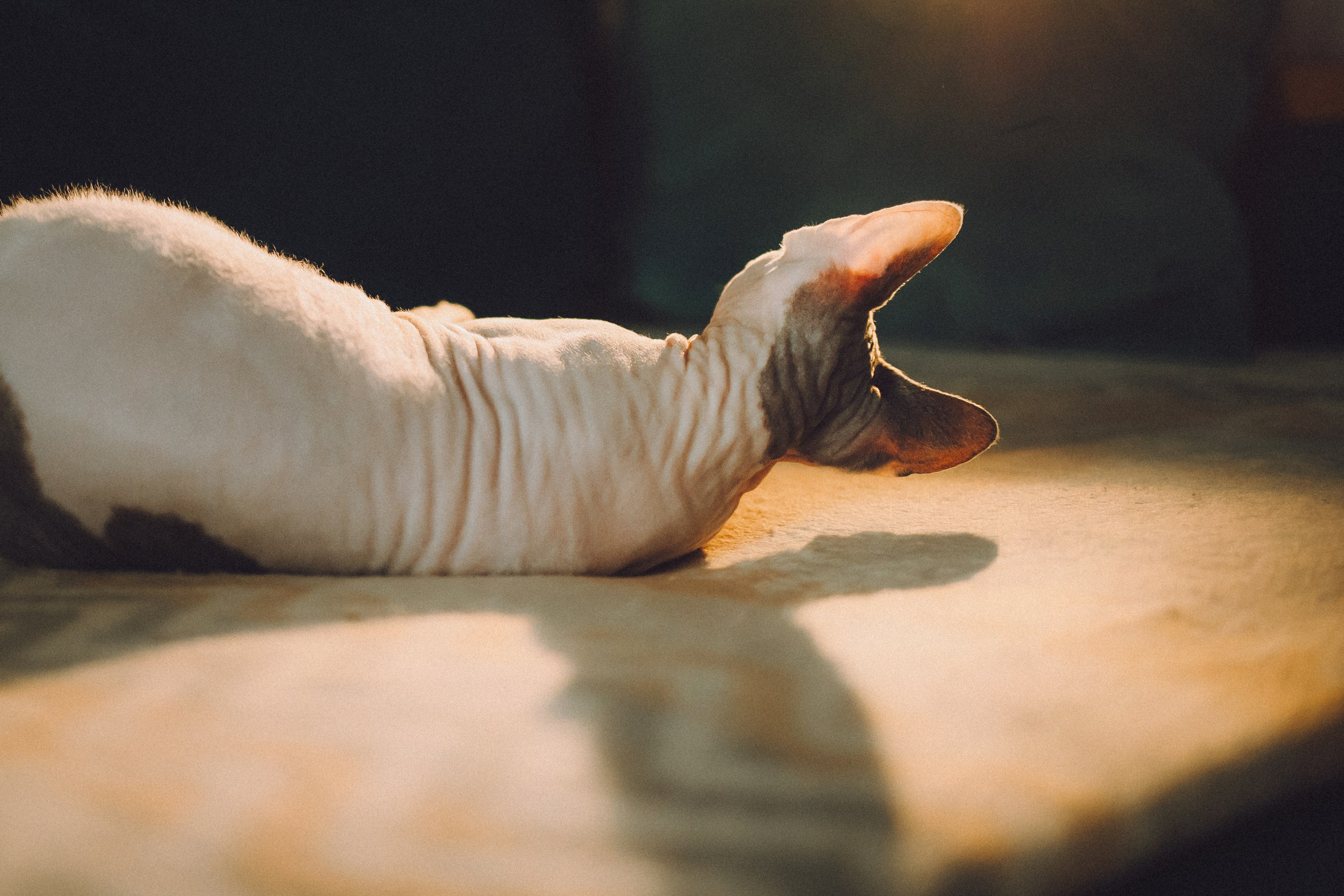 Топик и его семья