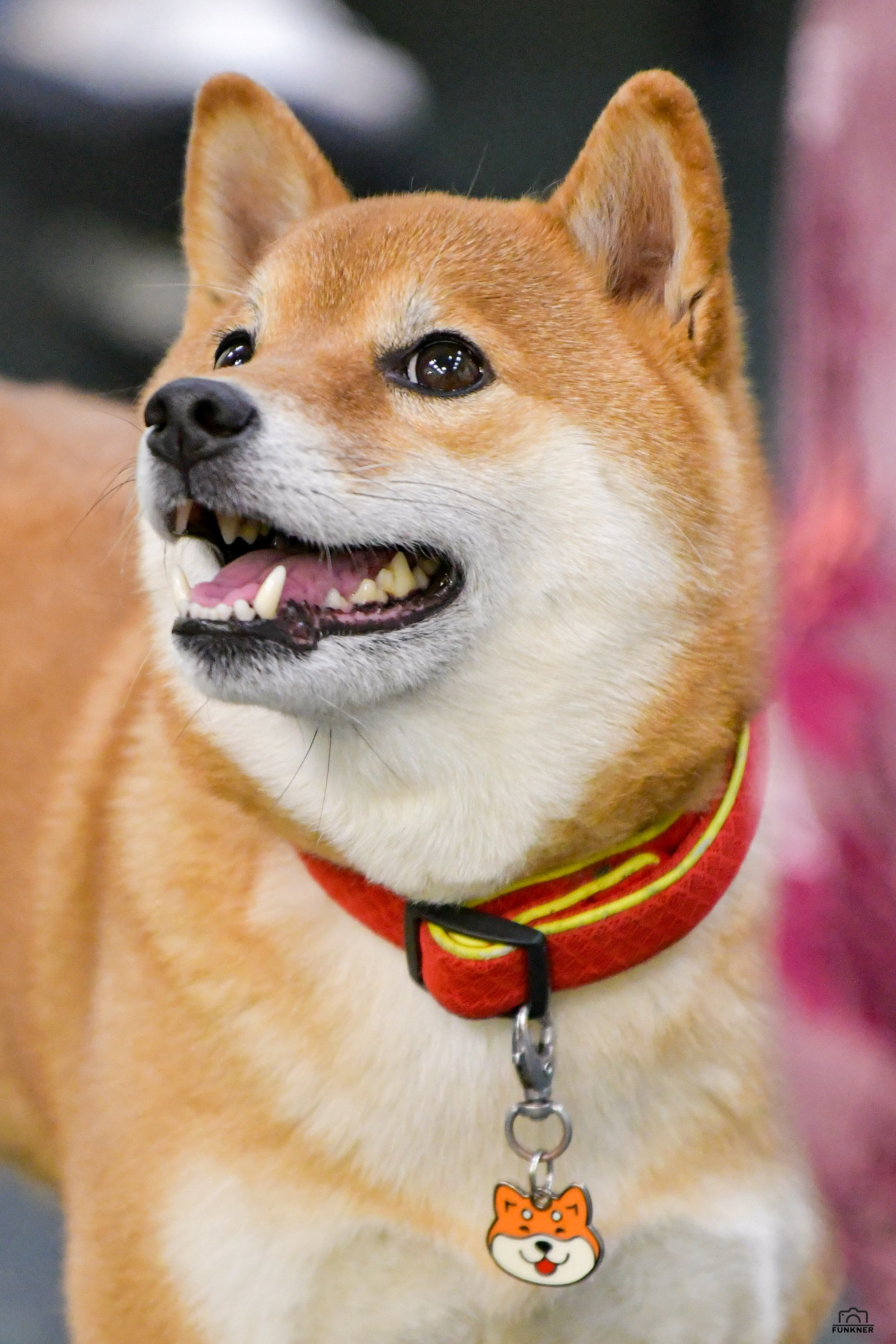 Кинологический клуб «Бодрый хвост». Свой взгляд через объектив