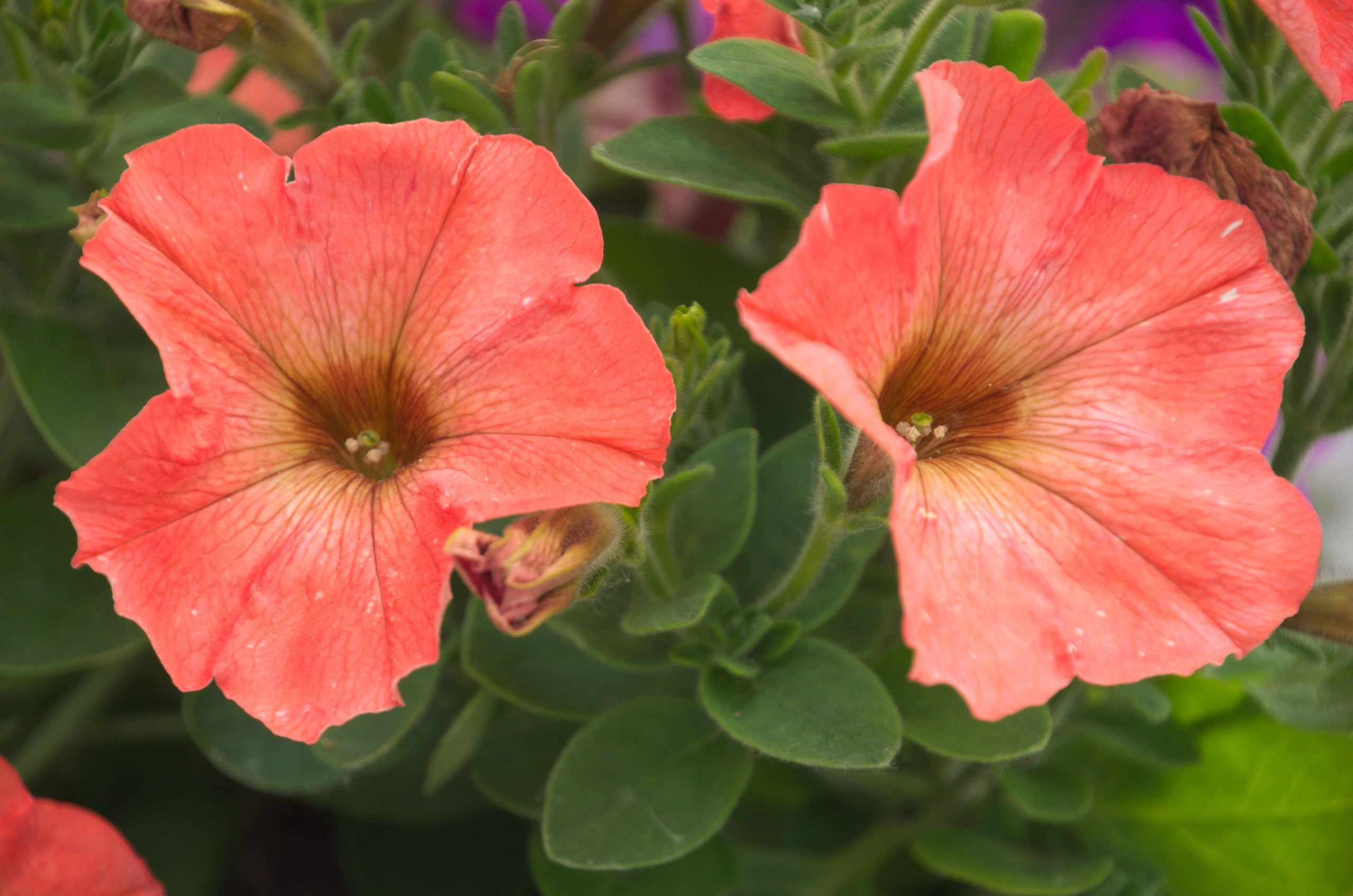 Таруса+Серпухов | 18.06.2017. Галерея Фантим