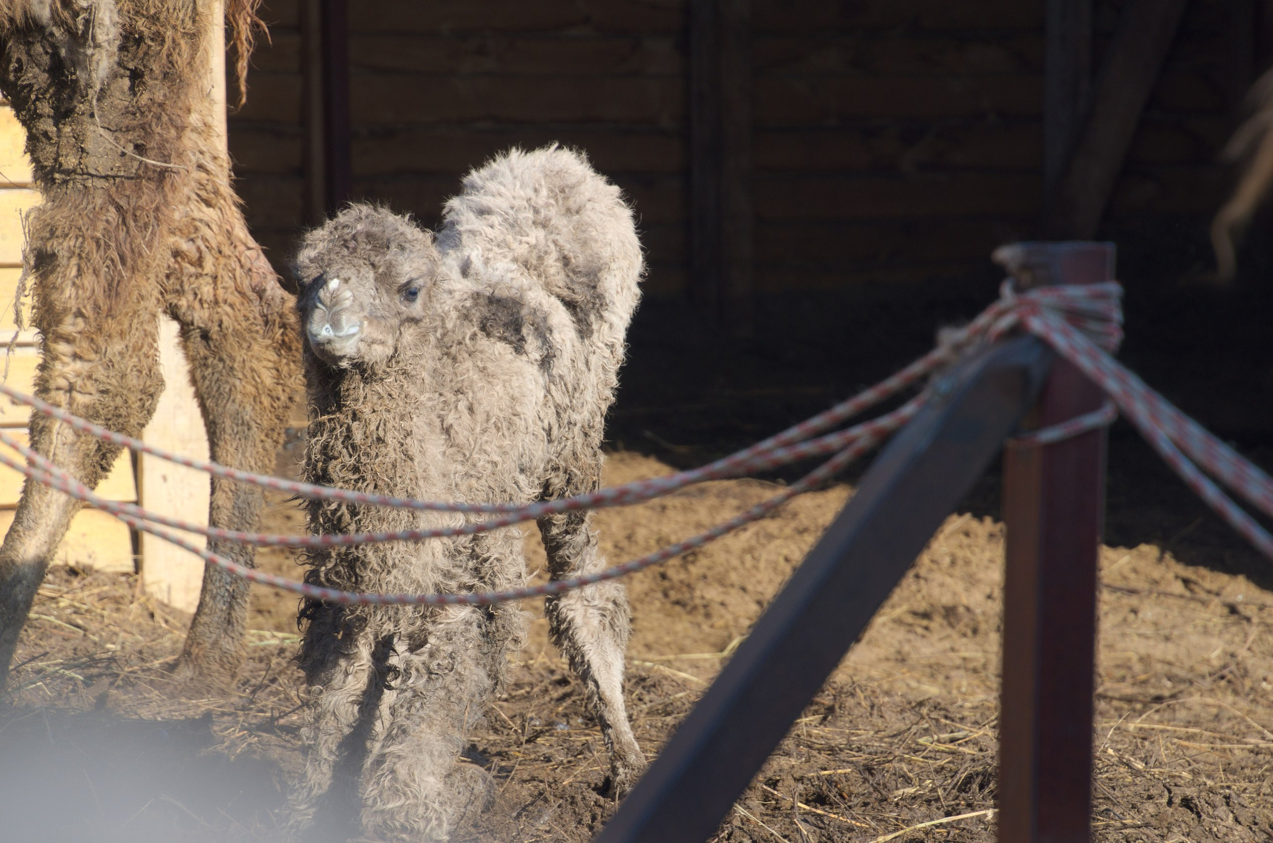 Казань | 24-26.03.2017. Галерея Фантим
