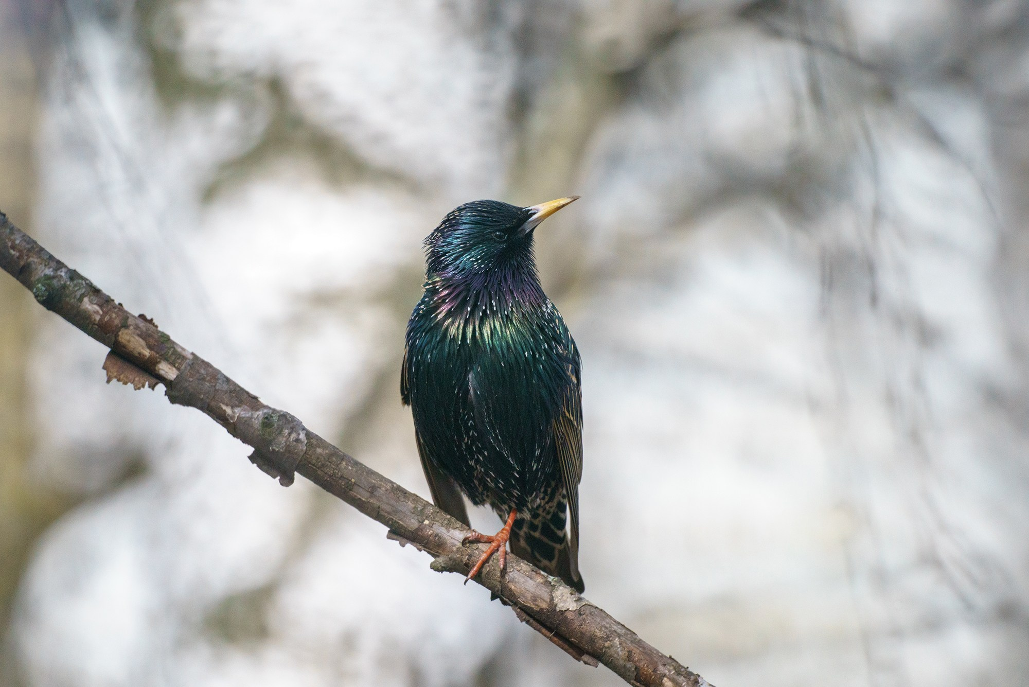Удивительные мир птиц. Вокруг нас столько прекрасного — присмотритесь!. Ваш личный фотограф Марина Волкова