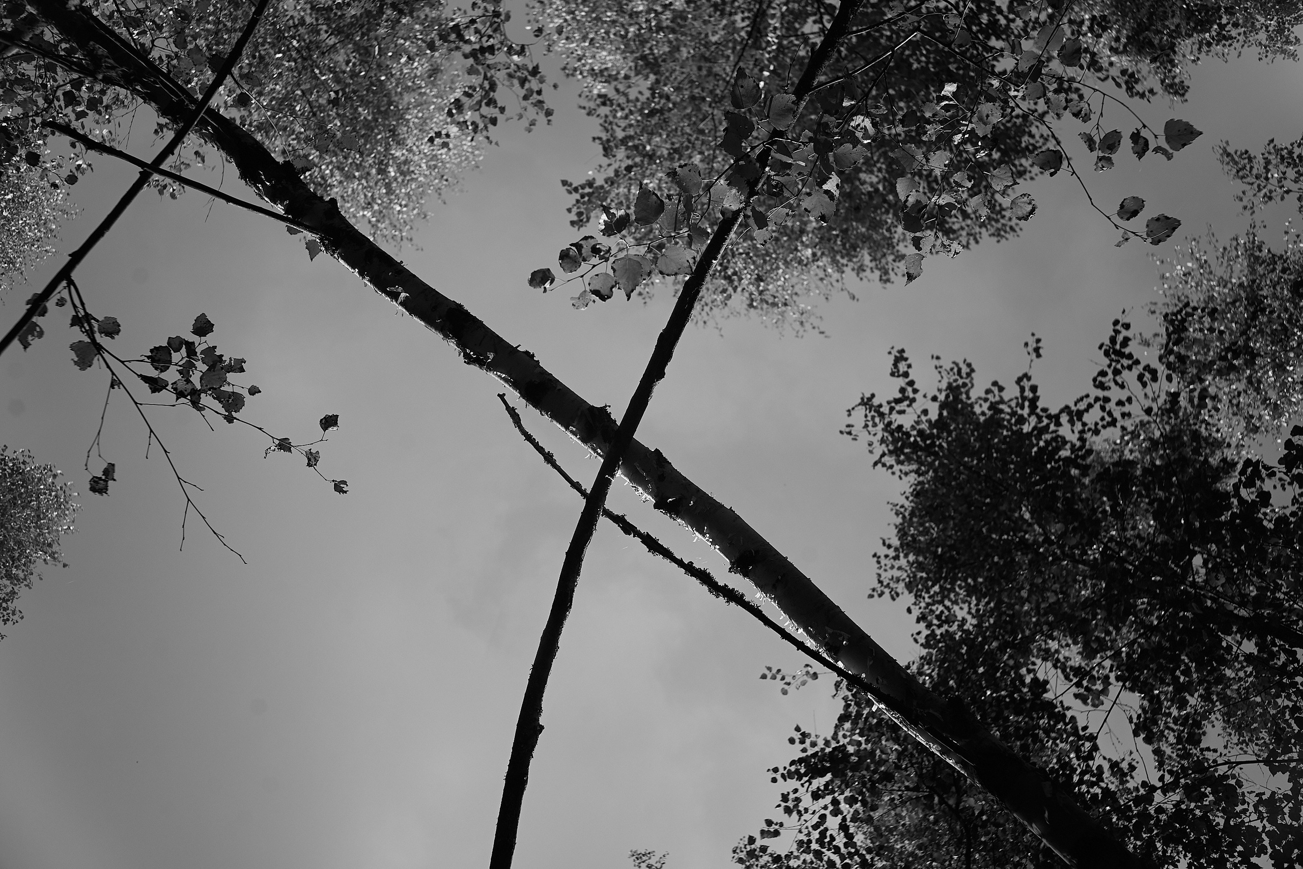 Формы Дерева 22г -…. Фотограф и оператор мероприятий, концертов и портретов в городе Москва