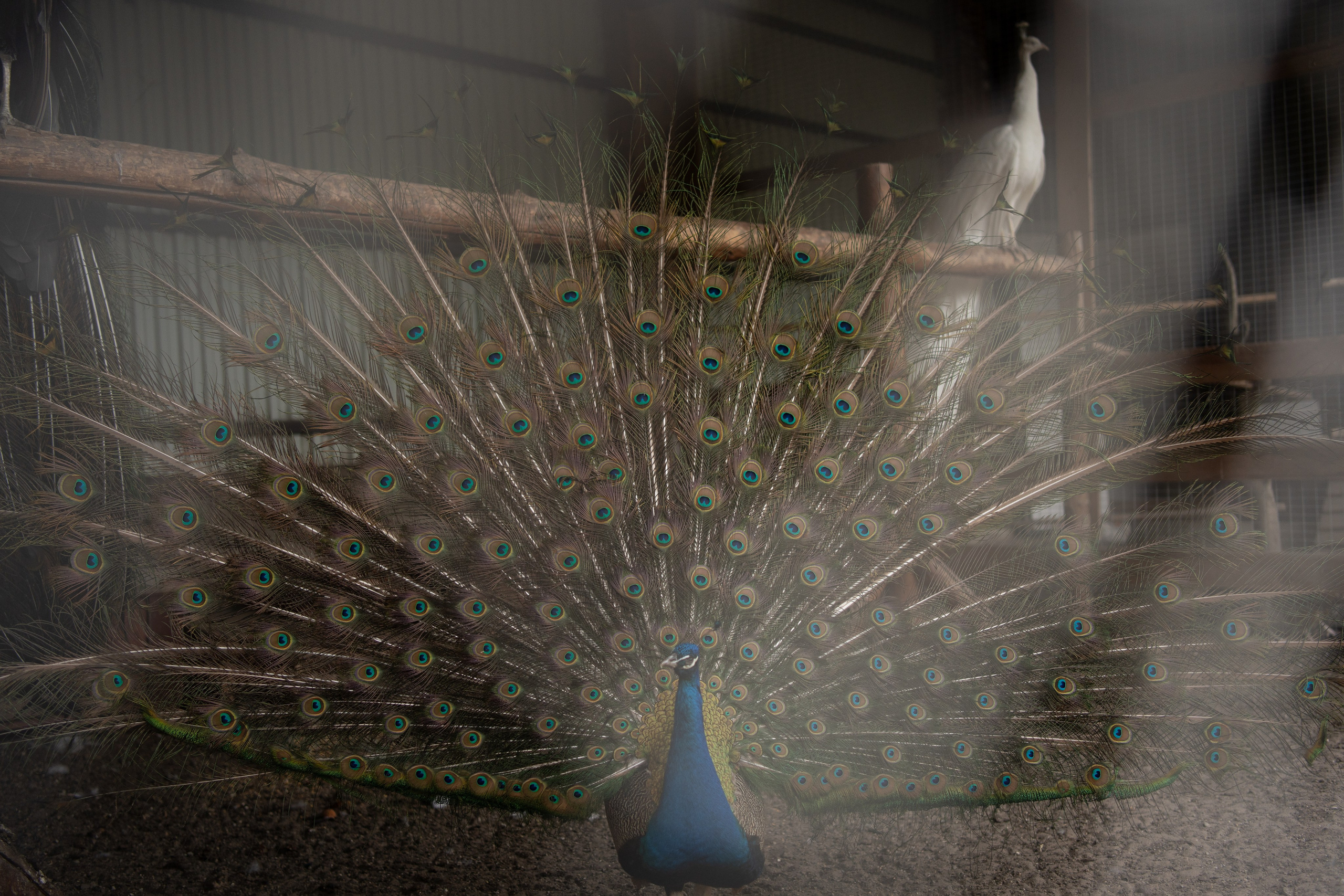 Дети. Фотограф в Ростове-на-Дону Елизаваета Маковей