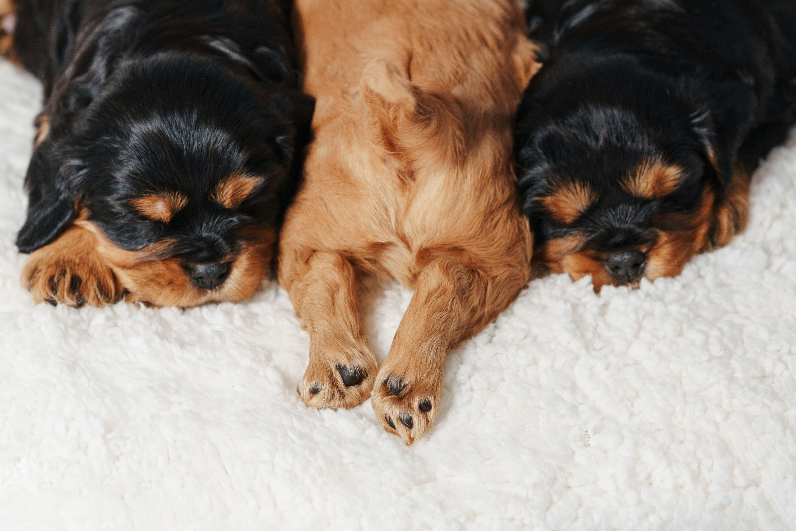 ККЧС. Фотограф анималист Осипчикова Мария