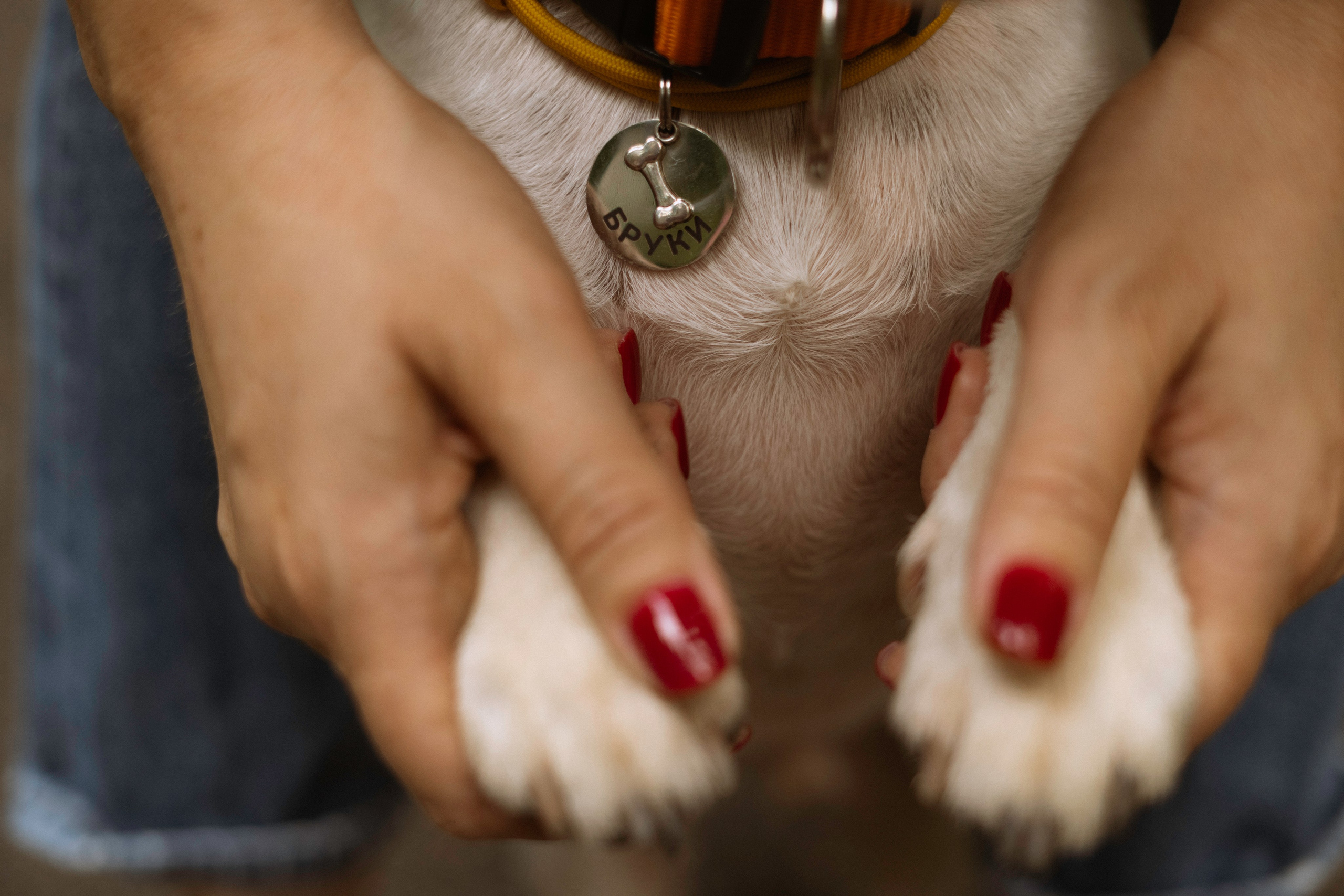 Катерина и Бруки. Фотограф в Москве Шалышко Ангелина