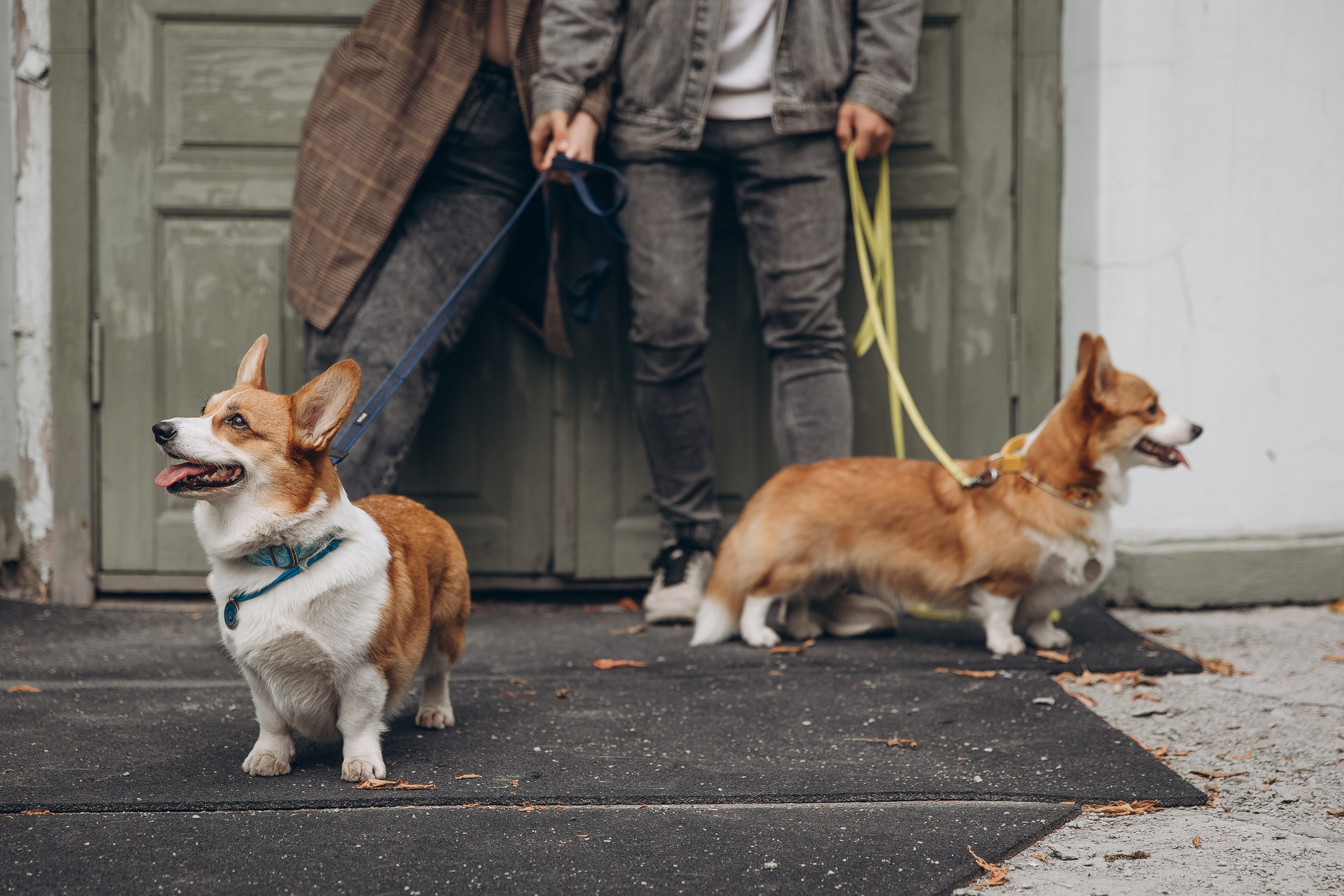 «Королевский Корги» 2. Фотограф Алина Ионычева в Новосибирске