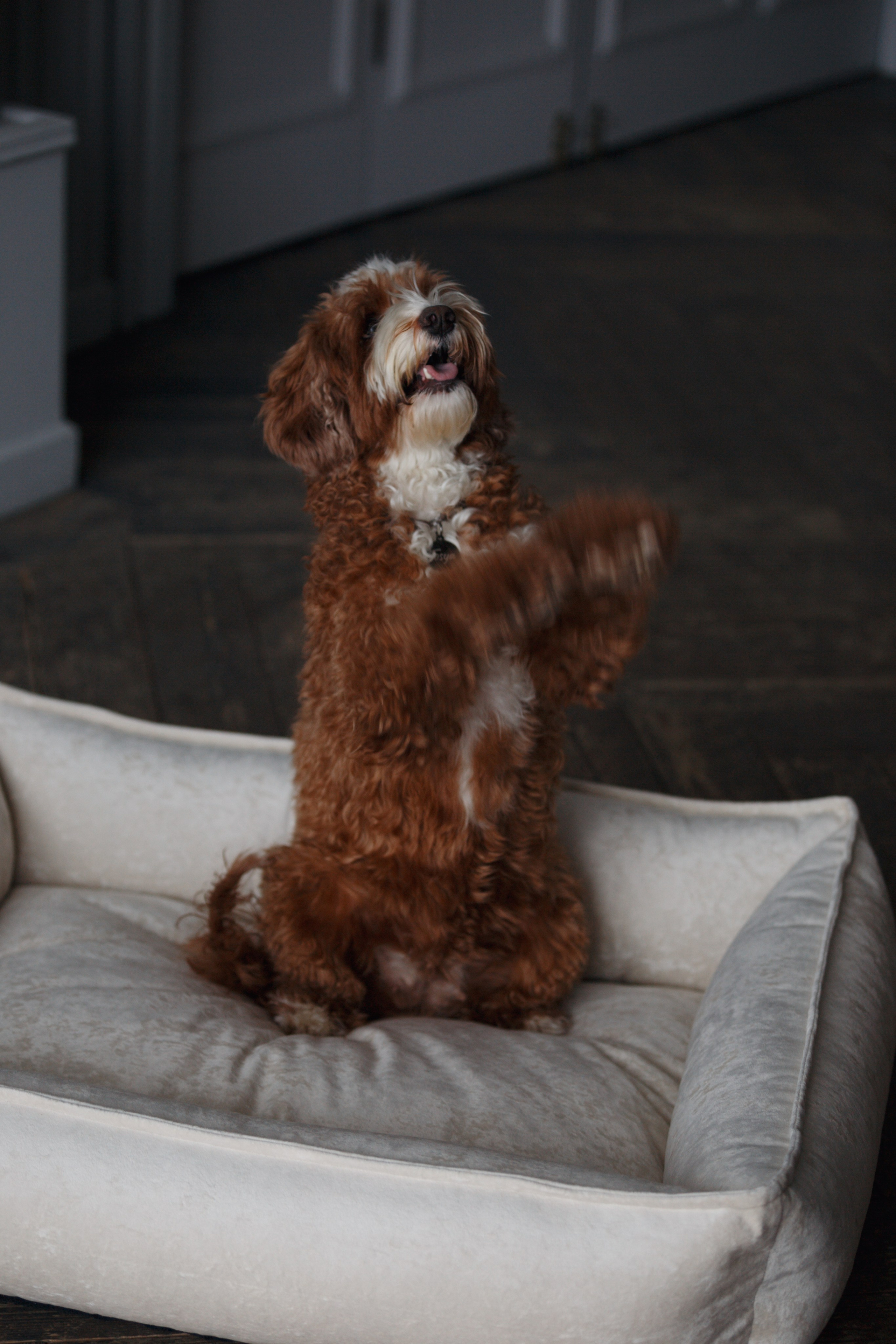 Bmbh лежанки и адресники. Фотограф анималист Кристина Карпова, Москва