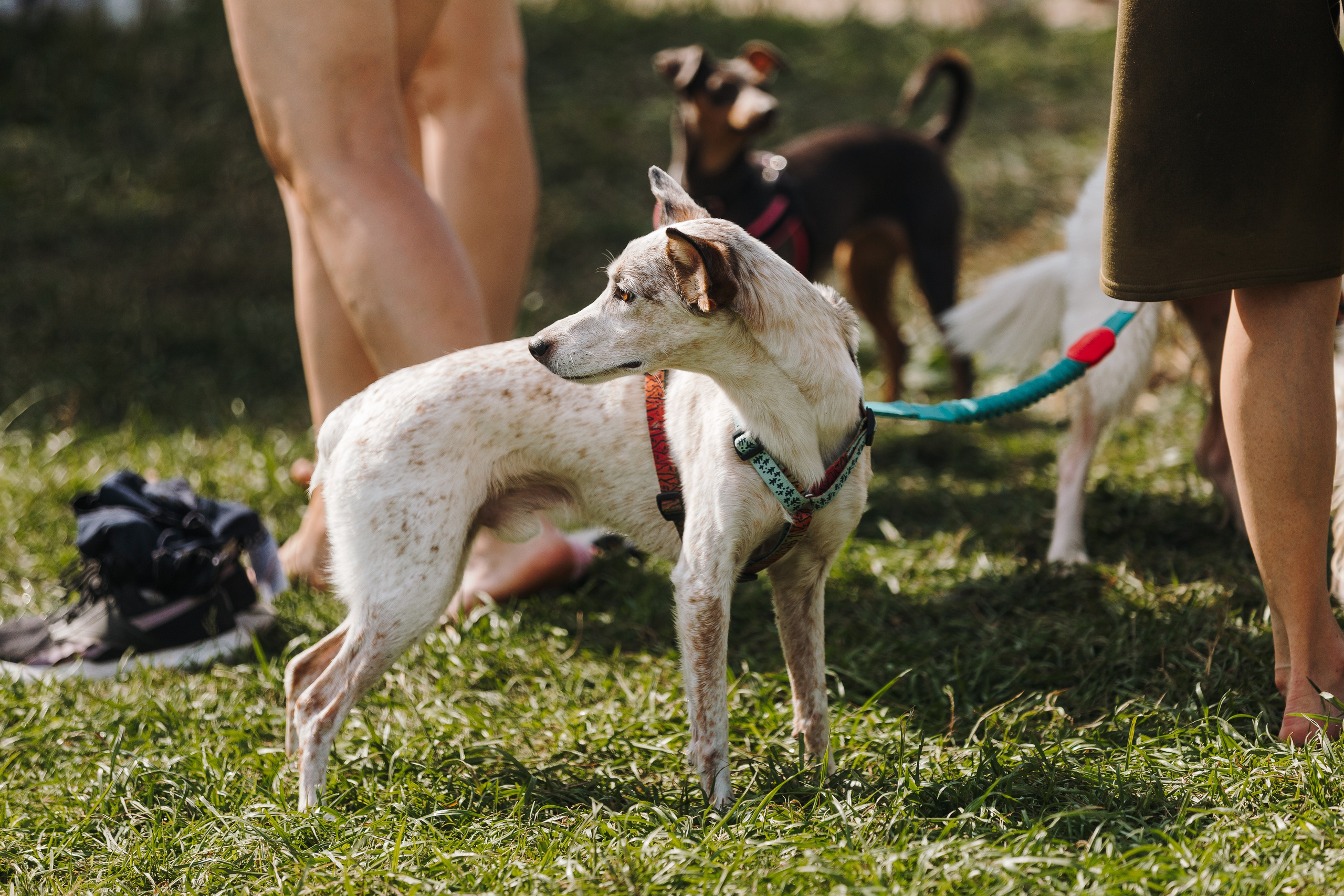 Petshop Sup day. Фотограф анималист Кристина Карпова, Москва