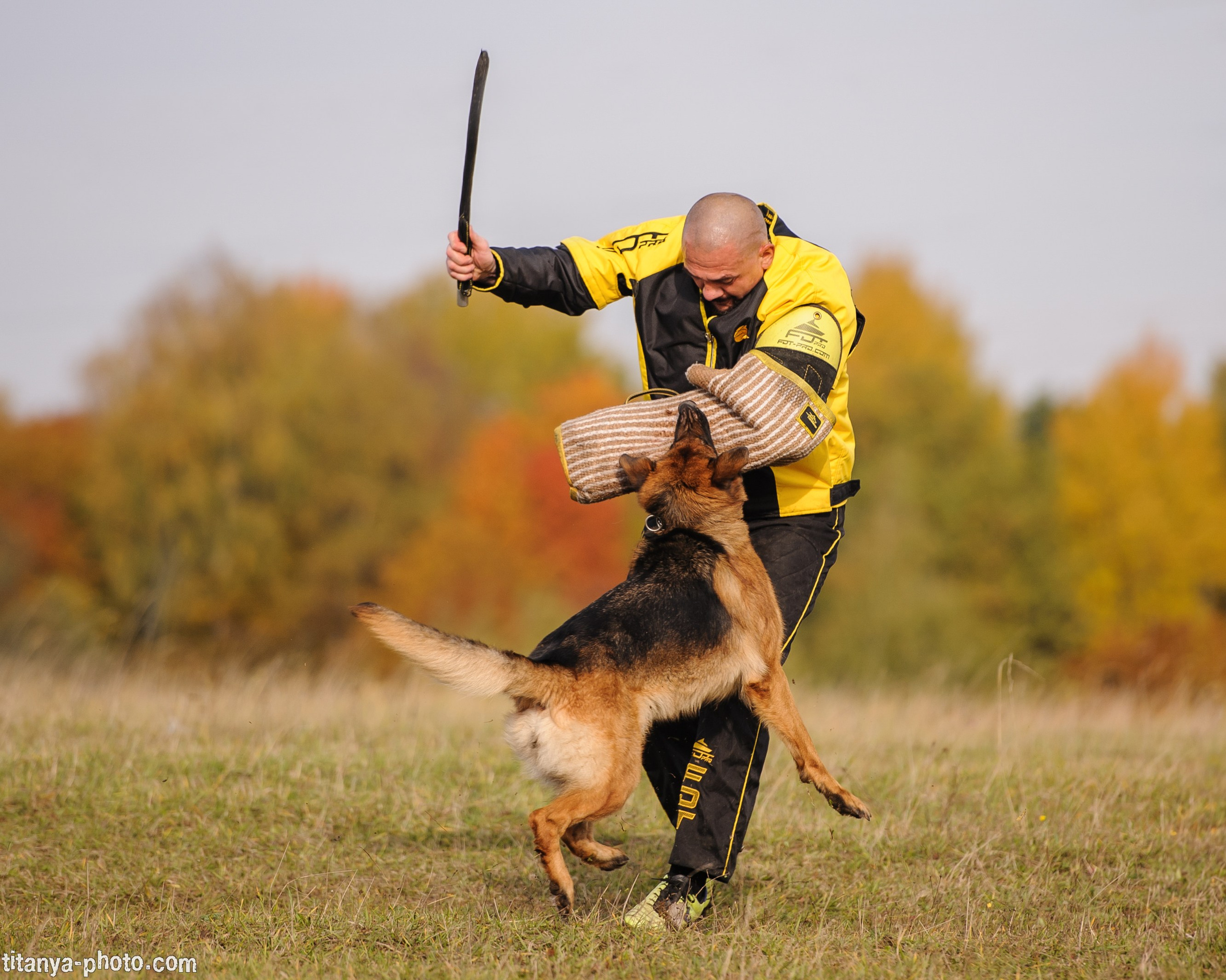Фото немецких овчарок. Фотограф собак, фотограф-анималист Аня Титова (Titanya). Москва